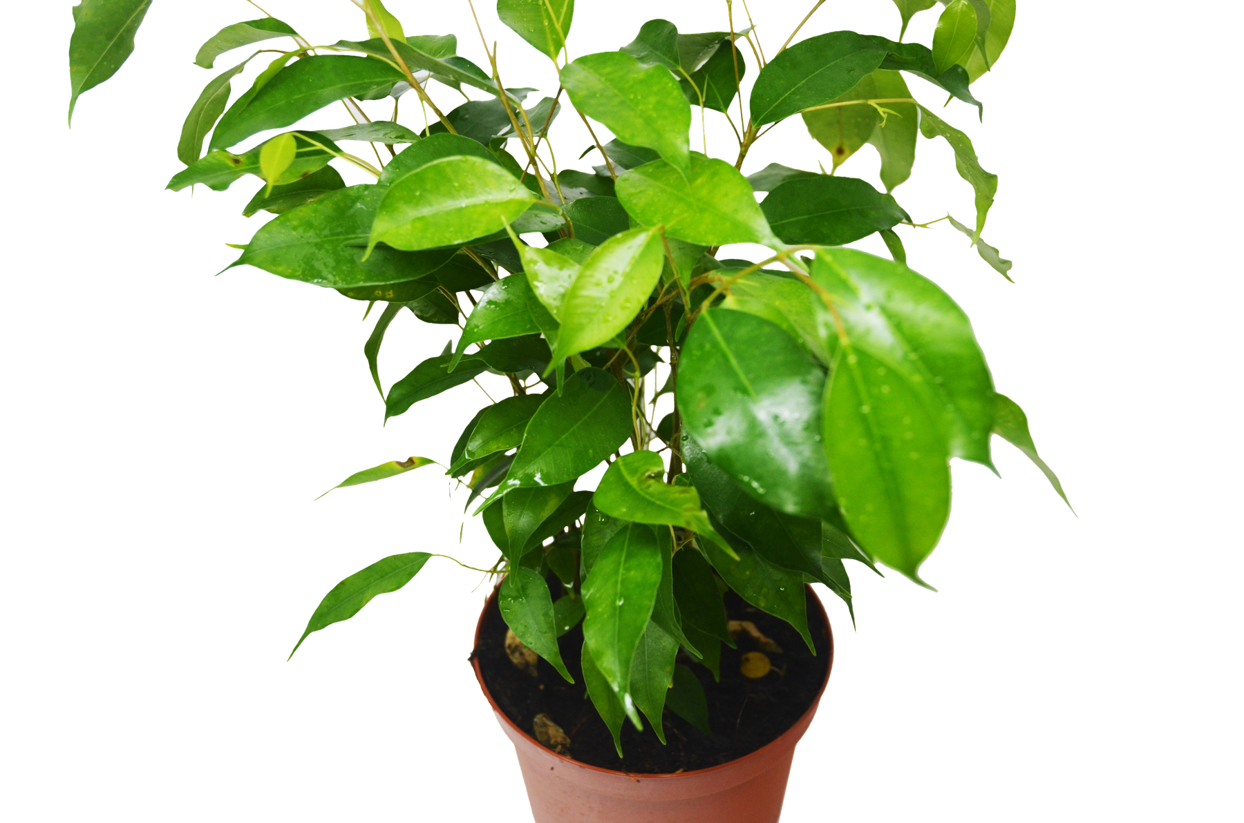 Ficus 'Benjamina'-Indoor Plants-The Succulent Source