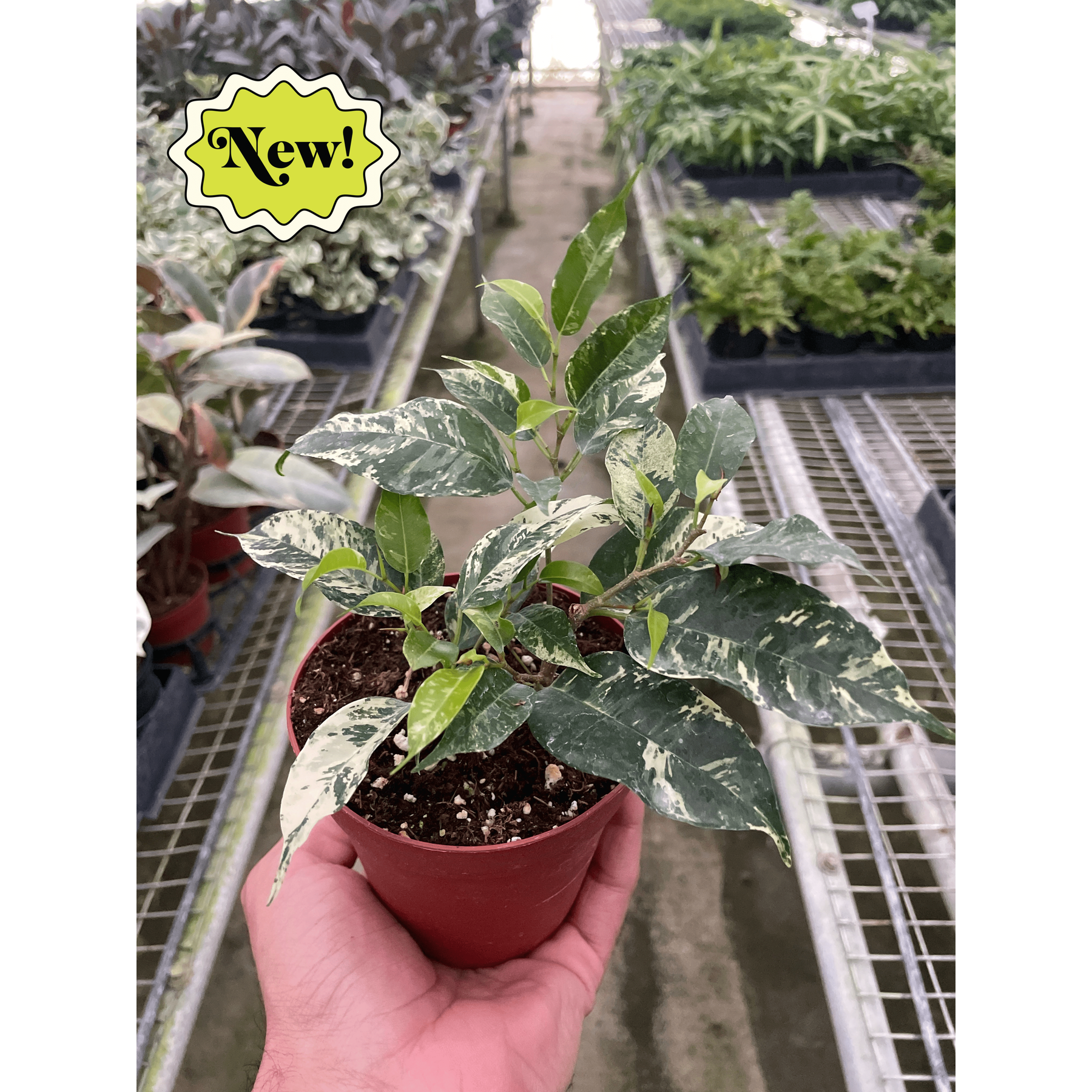 Ficus 'El Dorado'-Indoor Plants-The Succulent Source