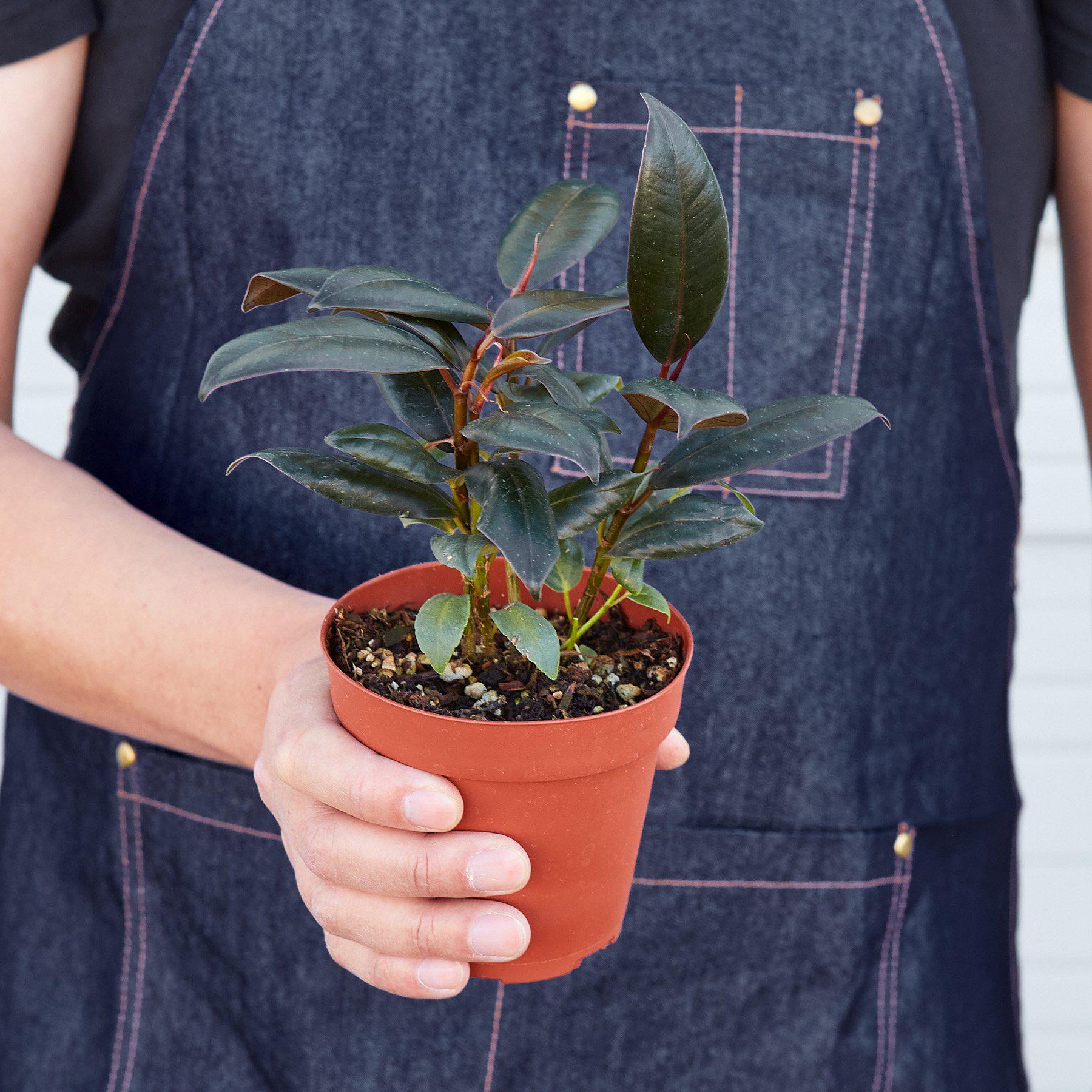 Ficus Elastica 'Burgundy'-Indoor Plants-The Succulent Source