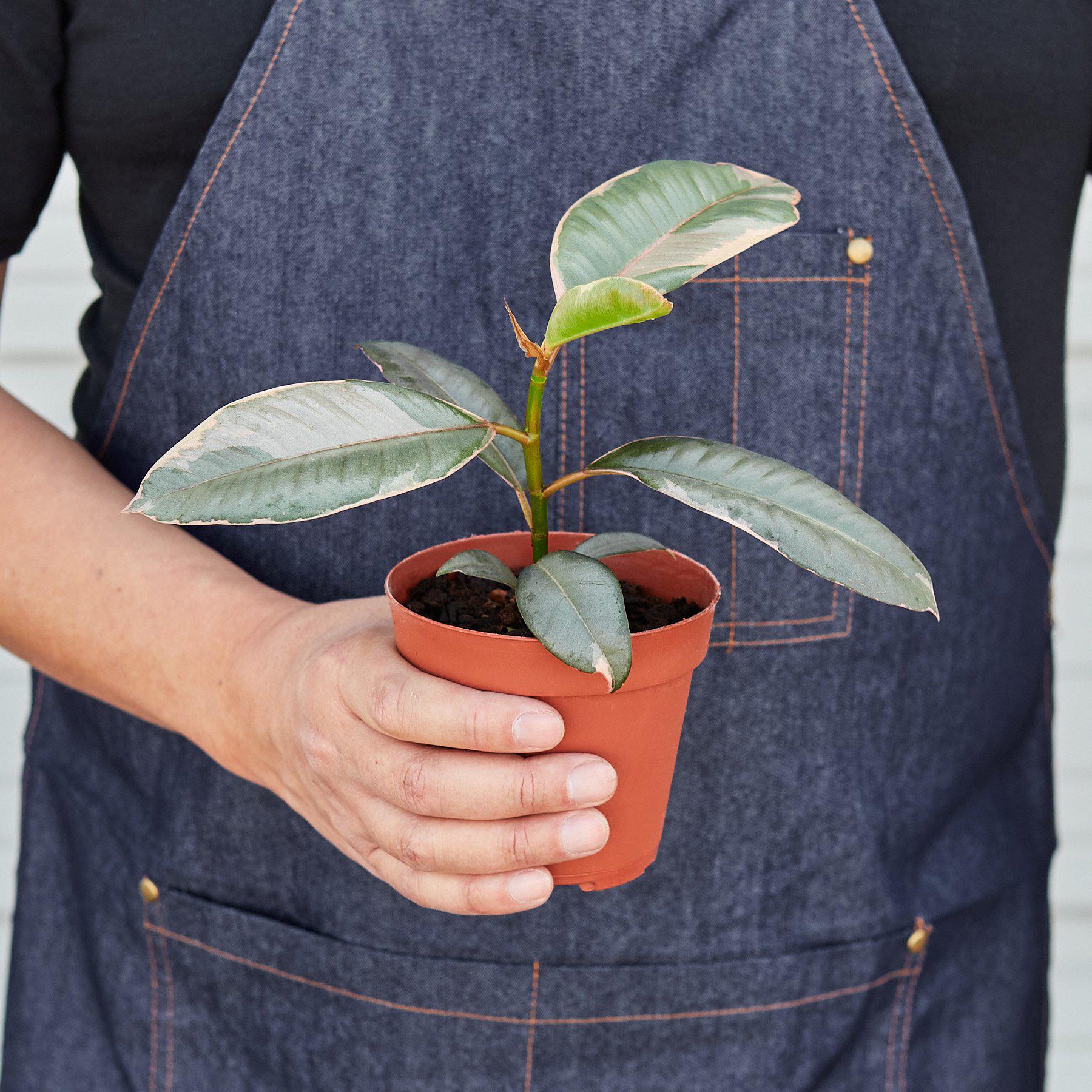 Ficus Elastica 'Ruby Pink'-Indoor Plants-The Succulent Source
