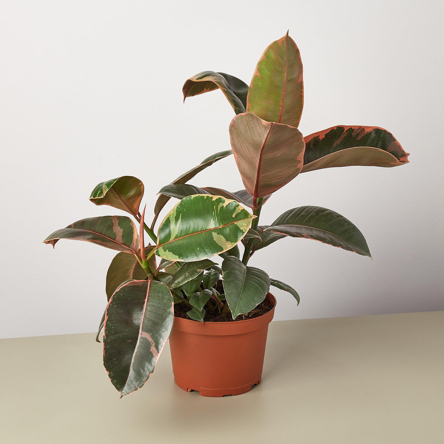 Ficus Elastica 'Ruby Pink'-Indoor Plants-The Succulent Source