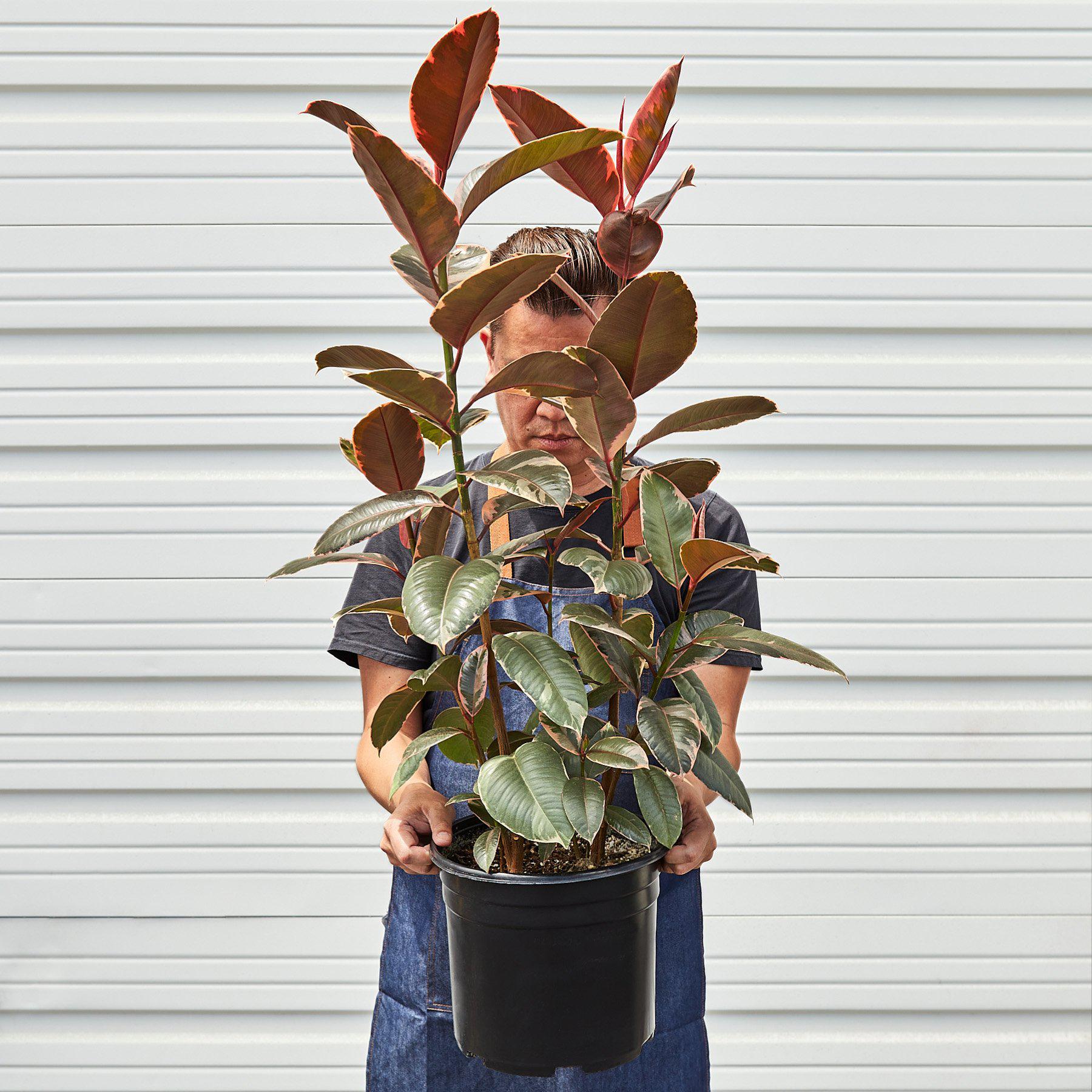 Ficus Elastica 'Ruby Pink'-Indoor Plants-The Succulent Source