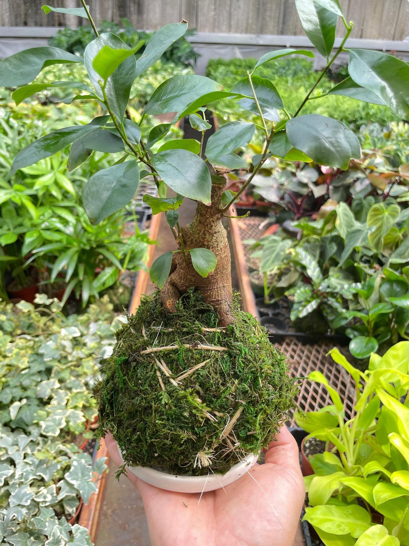 Ficus Ginseng Kokedama-The Succulent Source
