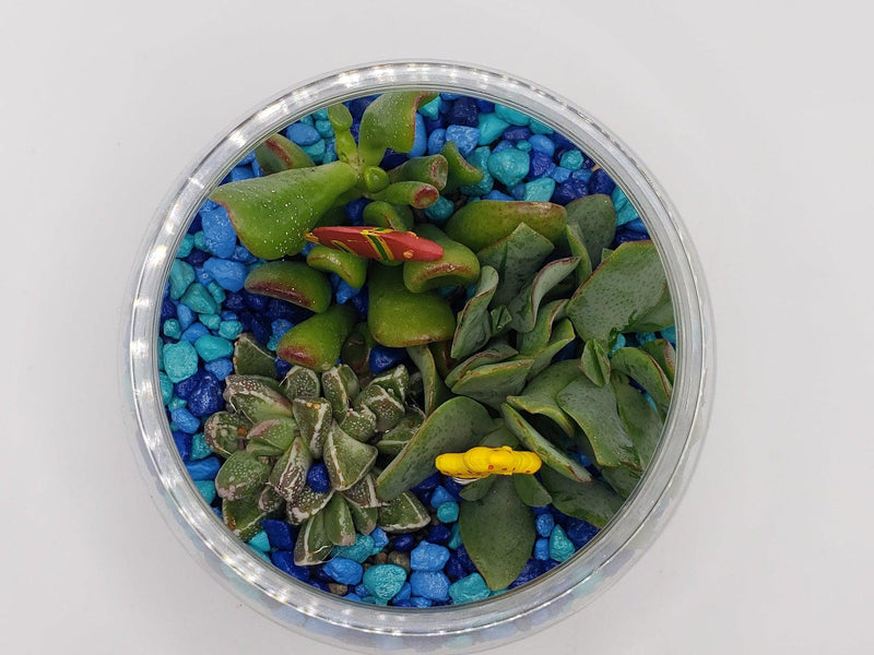 Fish Bowl Planter-Succulent - Arrangement-The Succulent Source