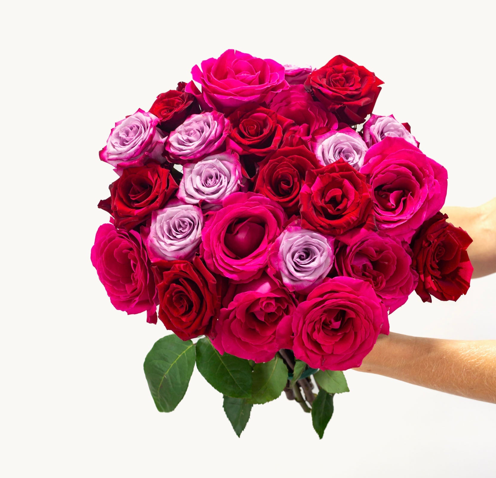 Fuchsia Fusion-The Succulent Source