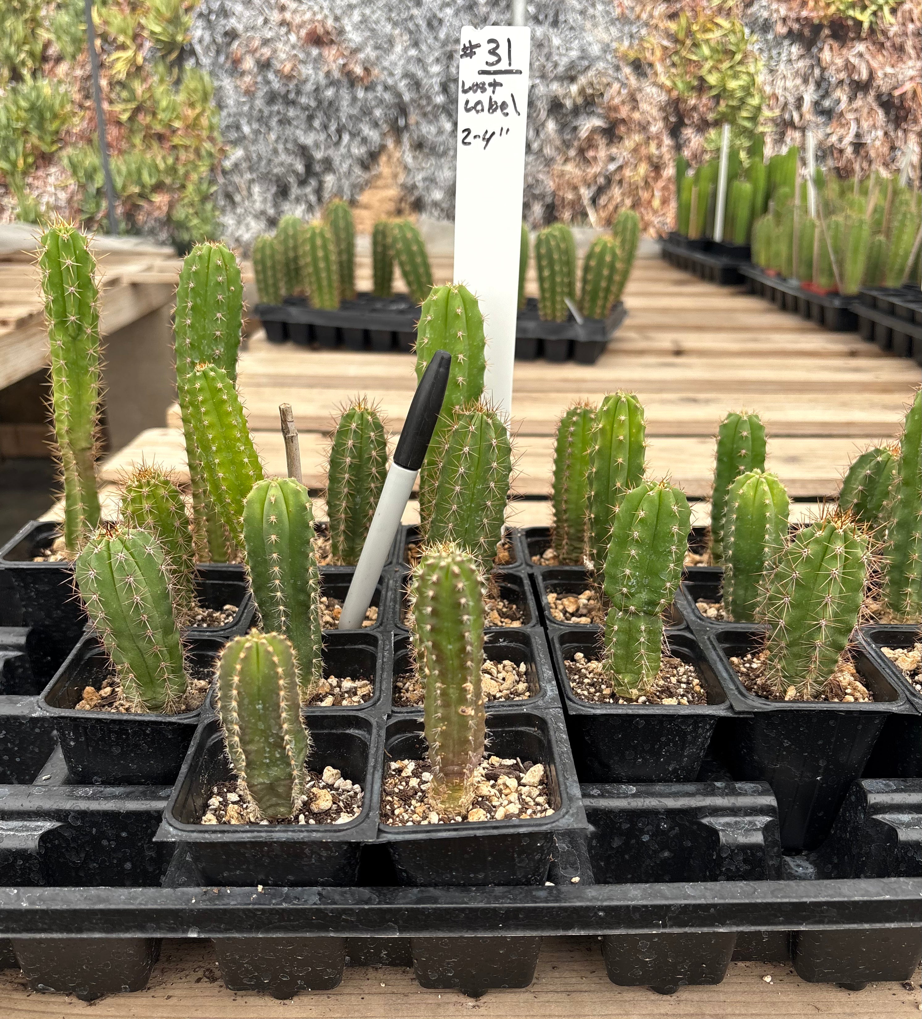 #EC01 EXACT #31 Three Packs of Trichocereus Lost Label Cactus Seedlings 3-4"
