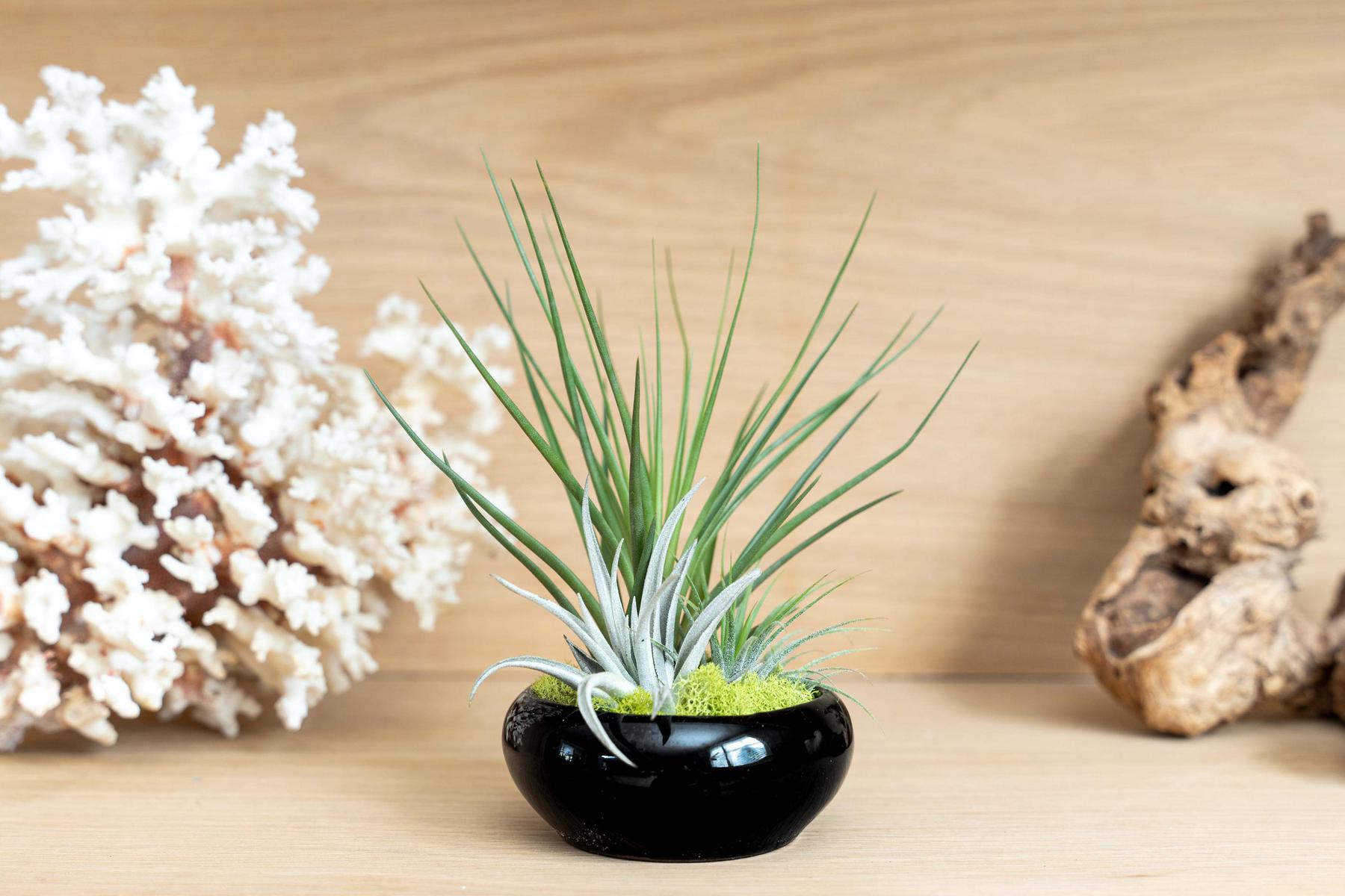 Fully Assembled Tillandsia Air Plant Dish Garden in Black Glazed