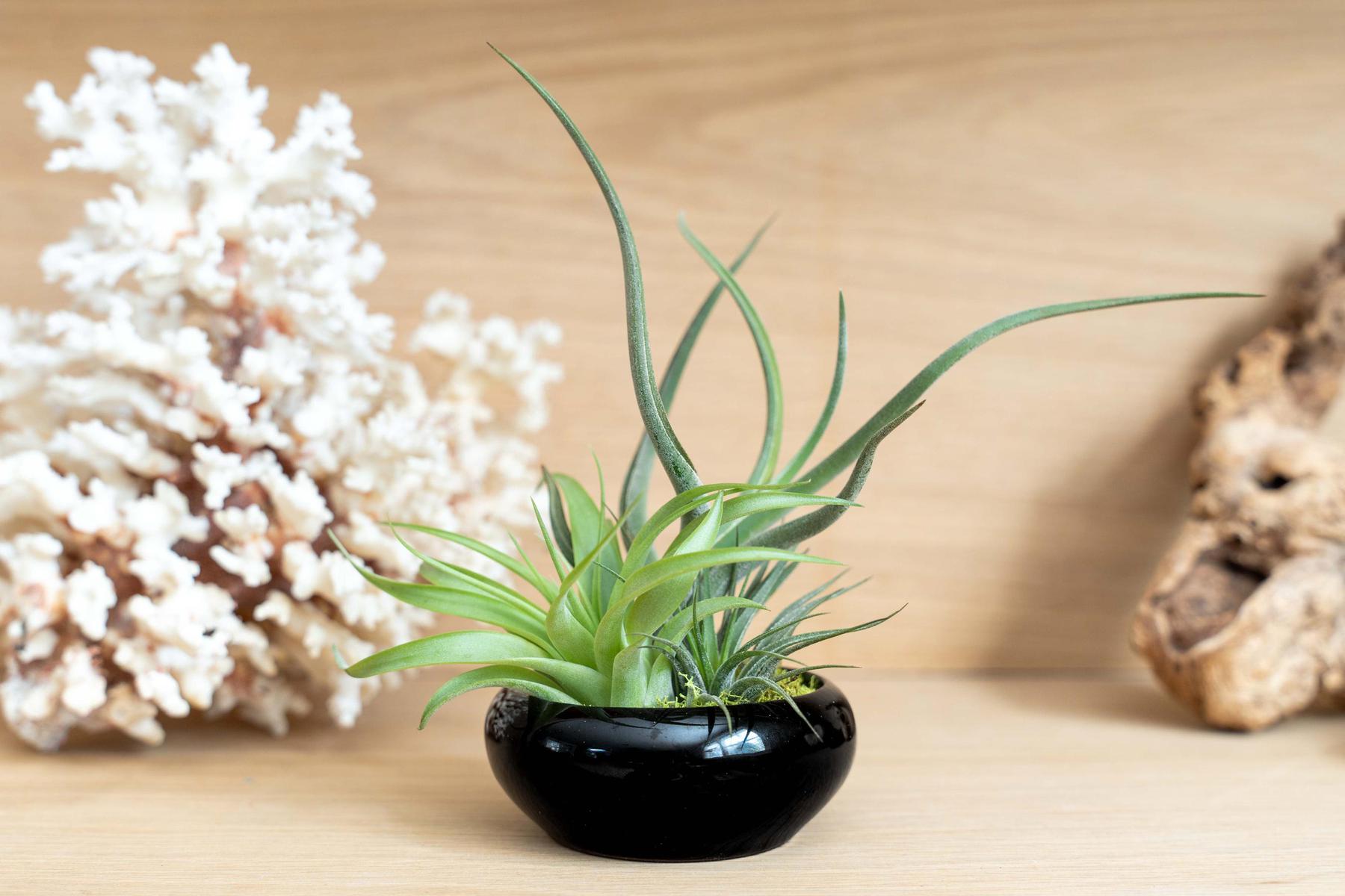 Fully Assembled Tillandsia Air Plant Dish Garden in Black Glazed Container-The Succulent Source