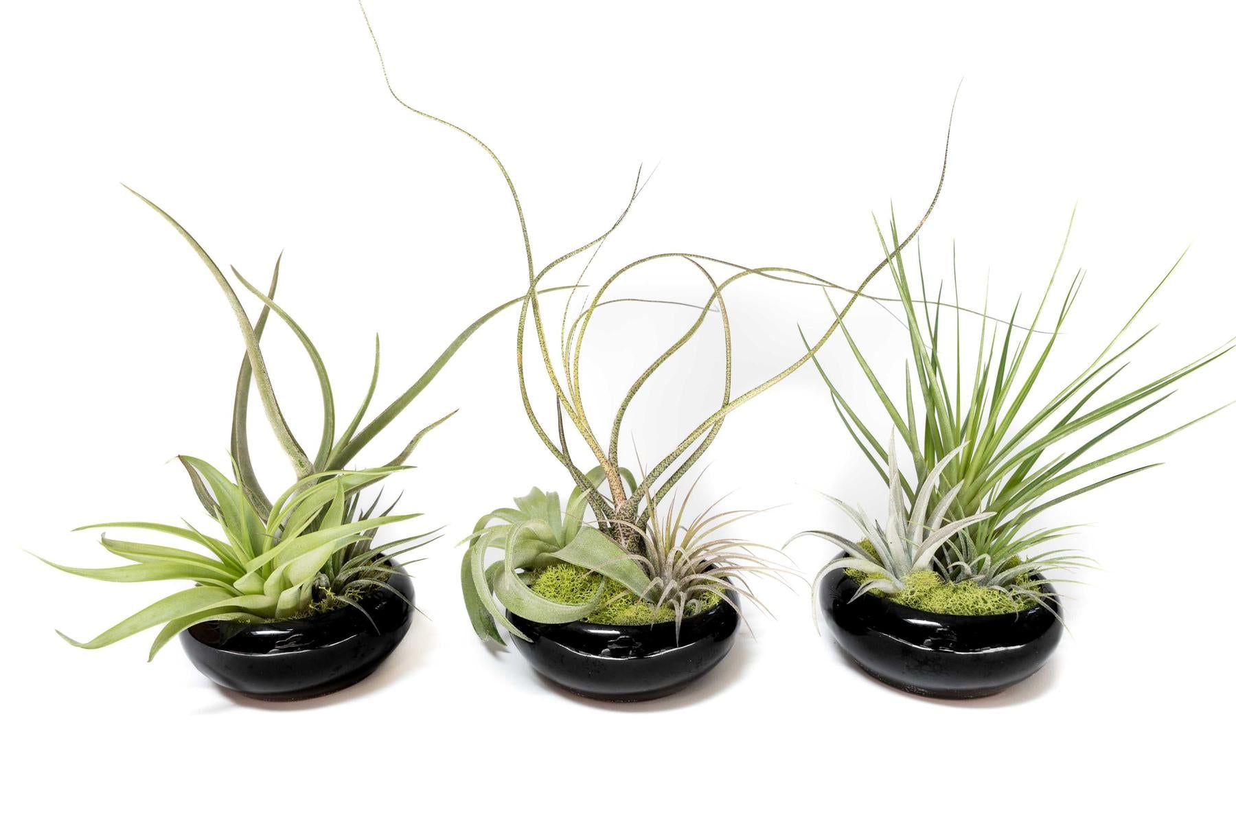 Fully Assembled Tillandsia Air Plant Dish Garden in Black Glazed Container-The Succulent Source