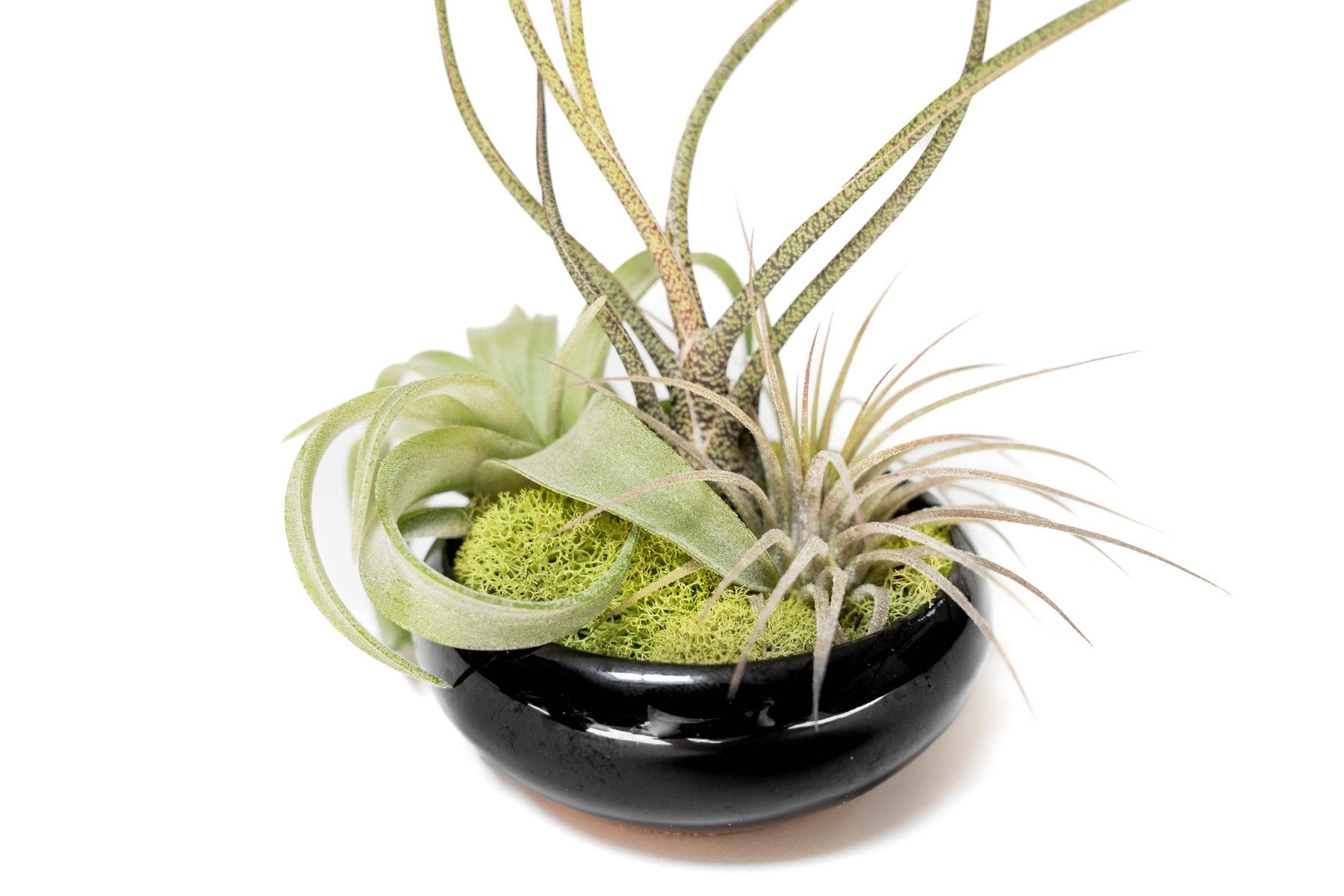 Fully Assembled Tillandsia Air Plant Dish Garden in Black Glazed Container-The Succulent Source