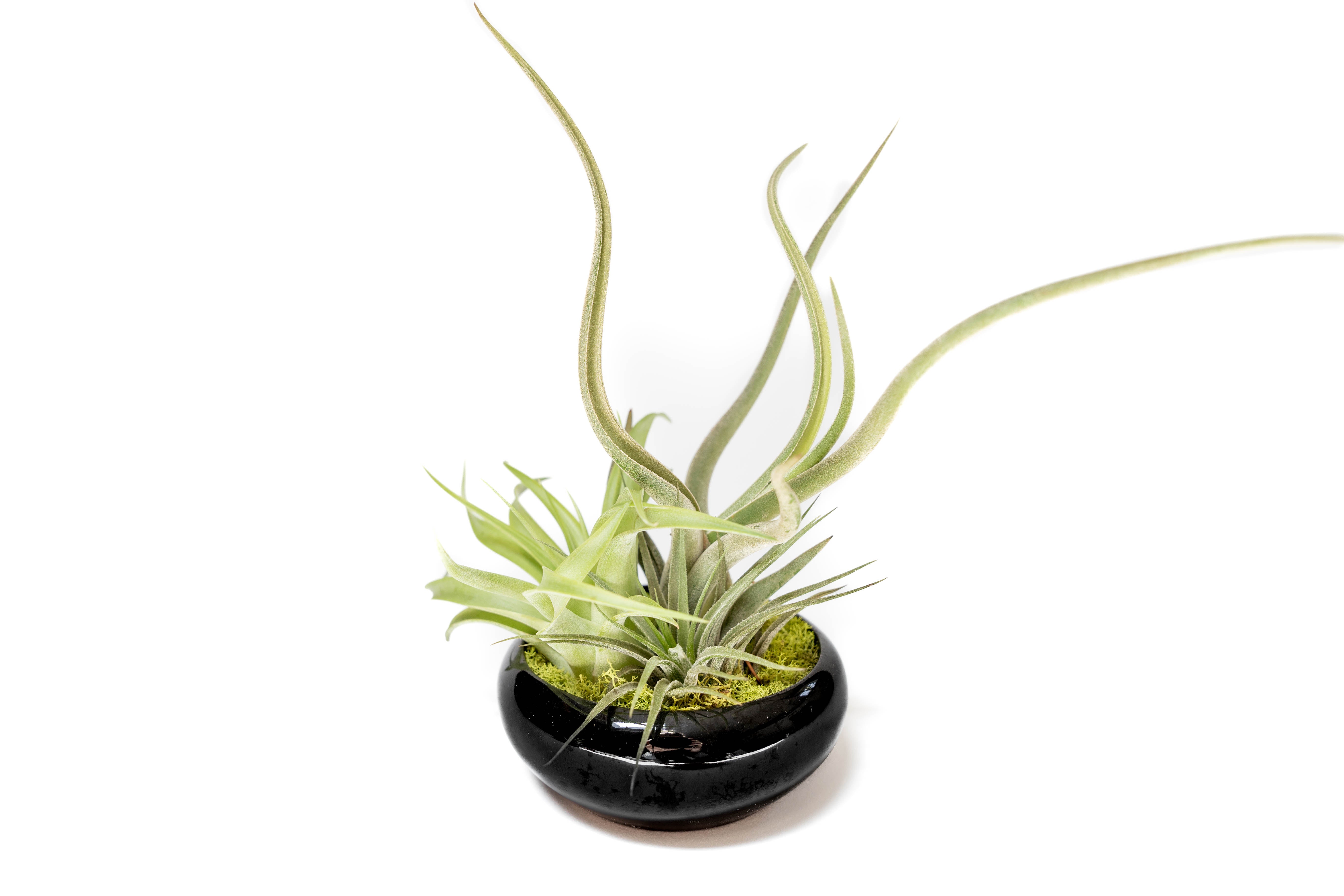 Fully Assembled Tillandsia Air Plant Dish Garden in Black Glazed Container-The Succulent Source