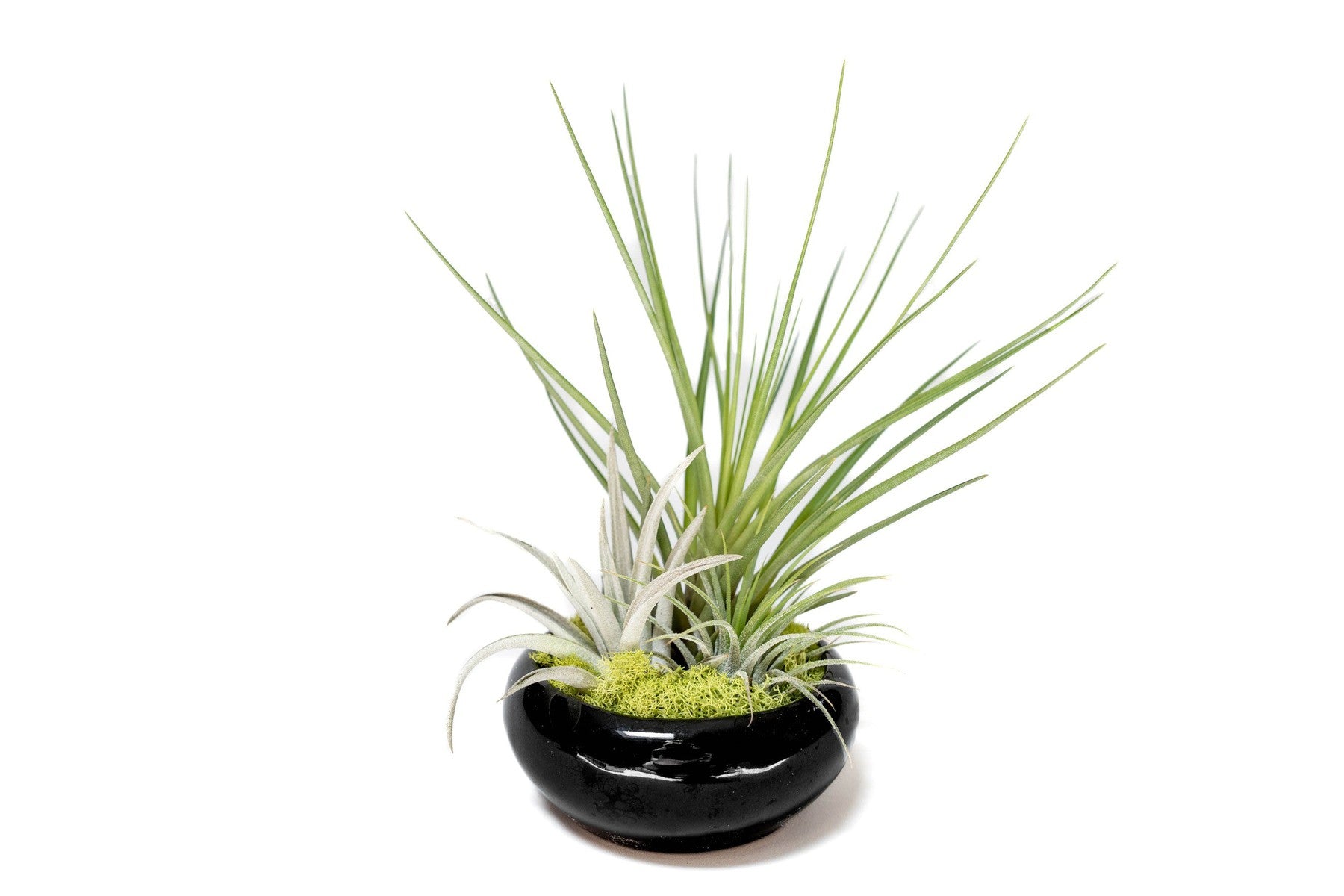 Fully Assembled Tillandsia Air Plant Dish Garden in Black Glazed Container-The Succulent Source