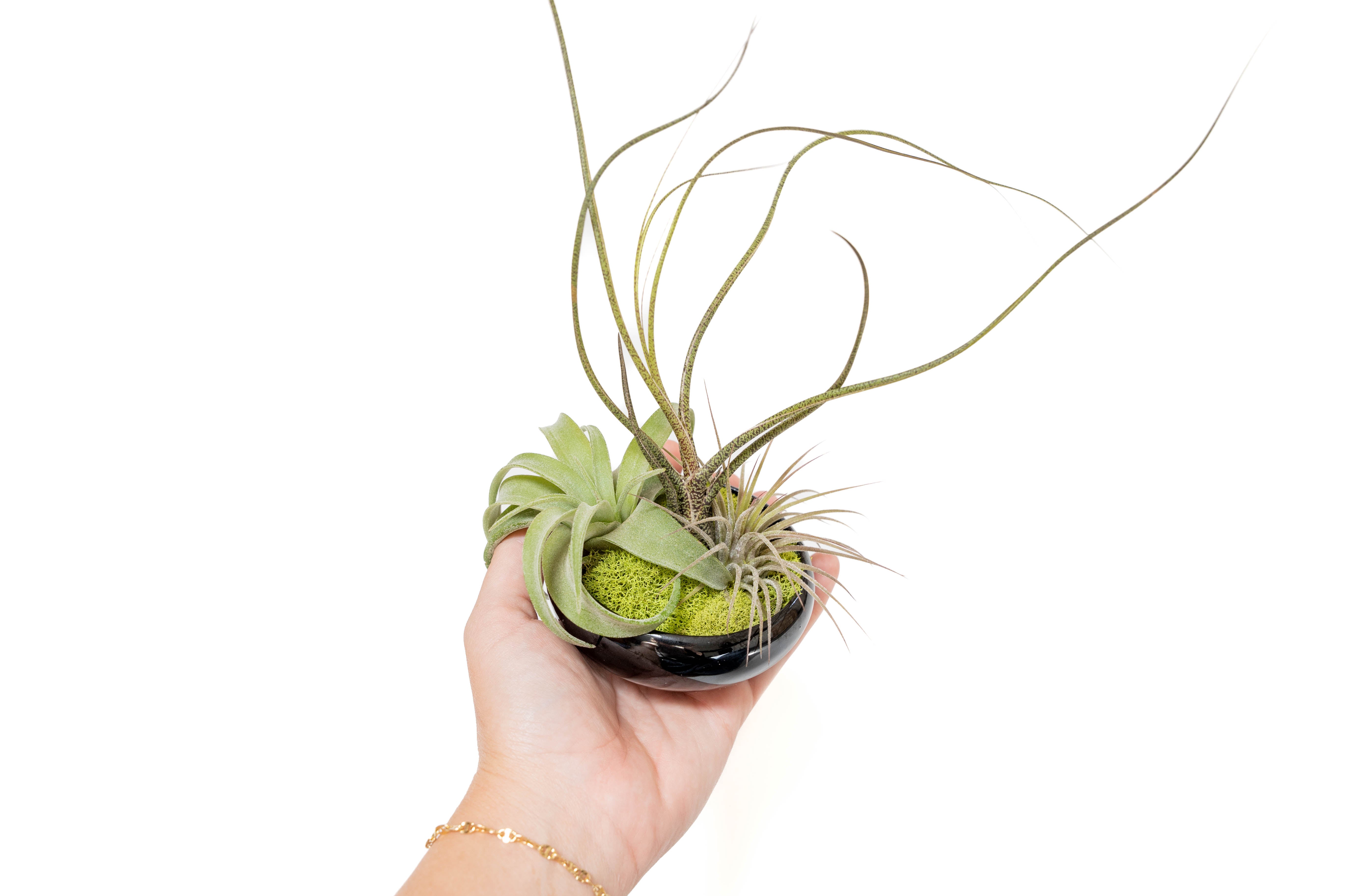 Fully Assembled Tillandsia Air Plant Dish Garden in Black Glazed Container-The Succulent Source