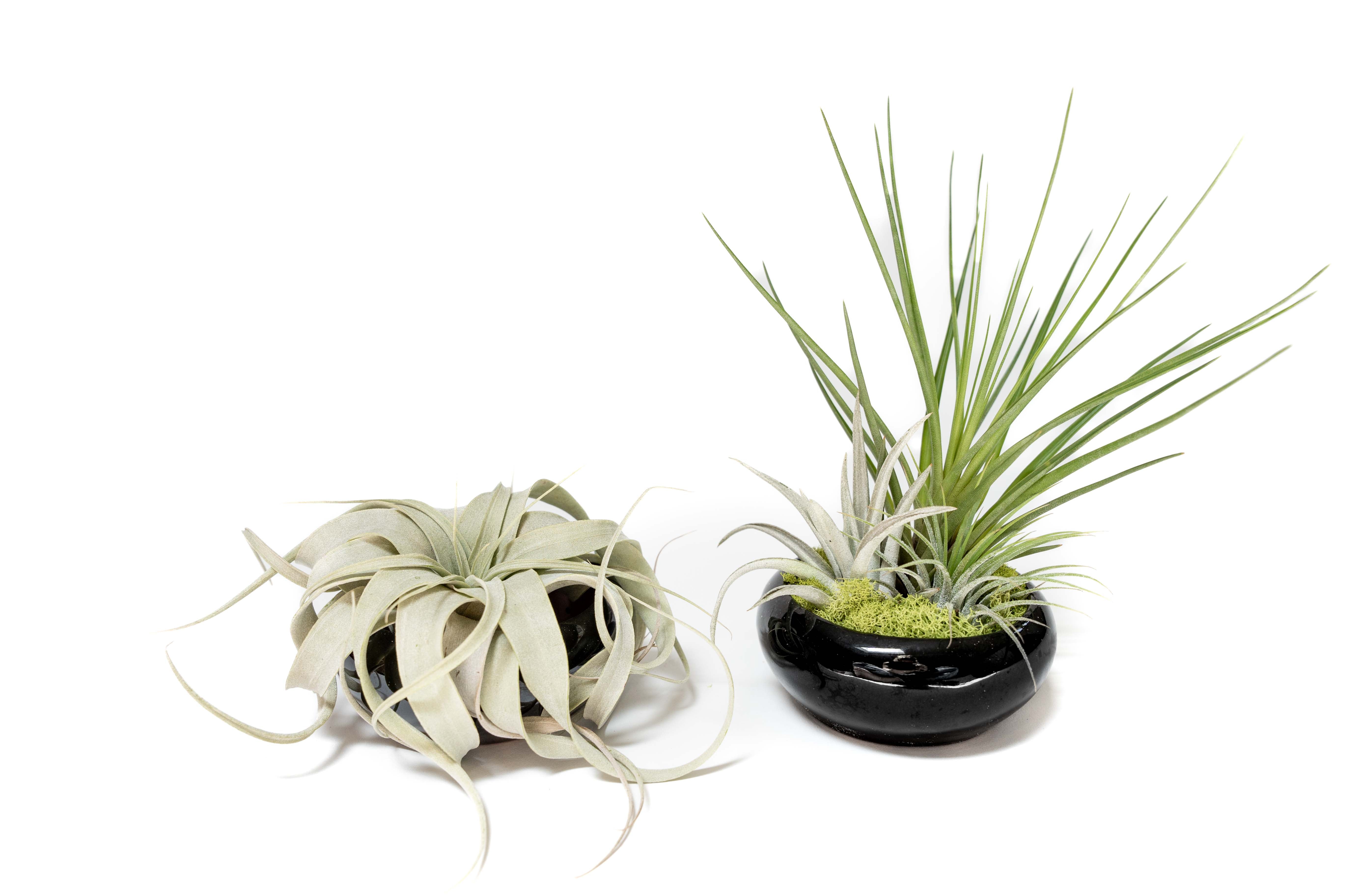 Fully Assembled Tillandsia Air Plant Dish Garden in Black Glazed Container-The Succulent Source