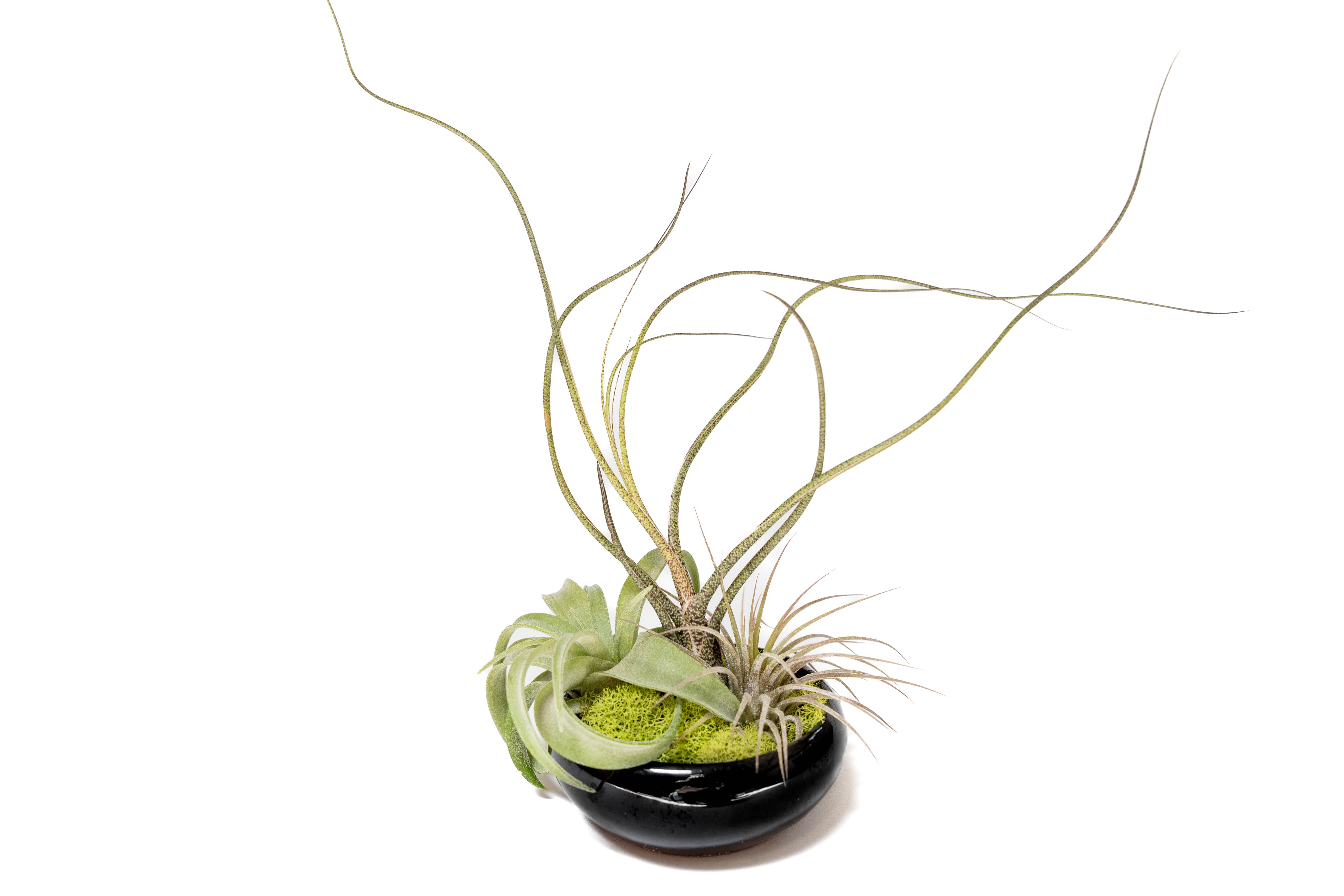 Fully Assembled Tillandsia Air Plant Dish Garden in Black Glazed Container-The Succulent Source