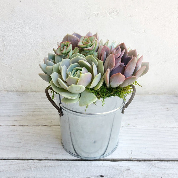 succulent francais Succulent Arrangement