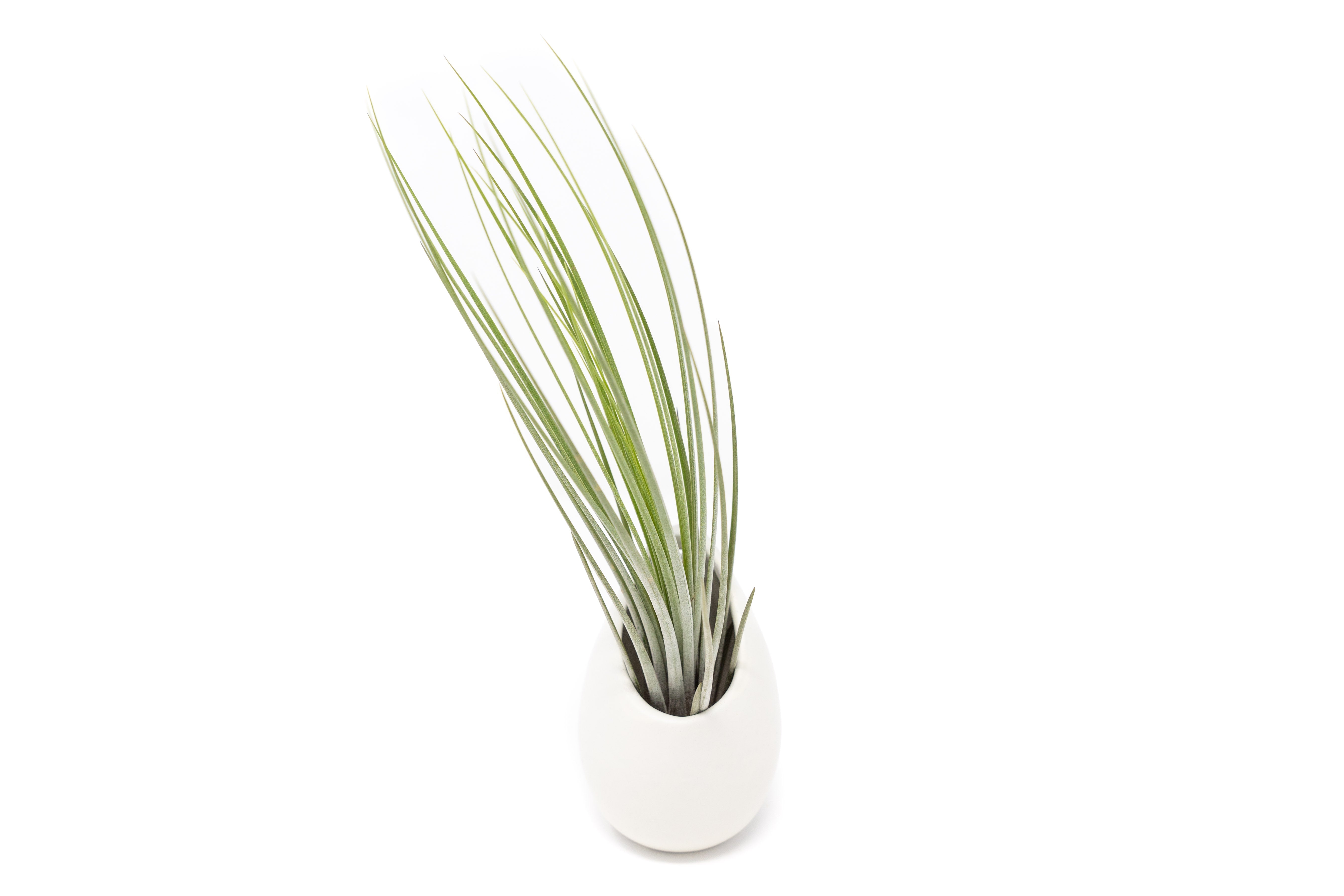 Gift Wrapped Large Ivory Ceramic Vase With Assorted Tillandsia Air Plant-terrarium-The Succulent Source