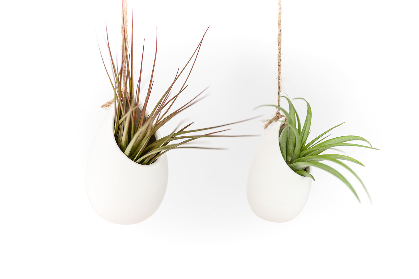 Gift Wrapped Large Ivory Ceramic Vase With Assorted Tillandsia Air Plant-terrarium-The Succulent Source