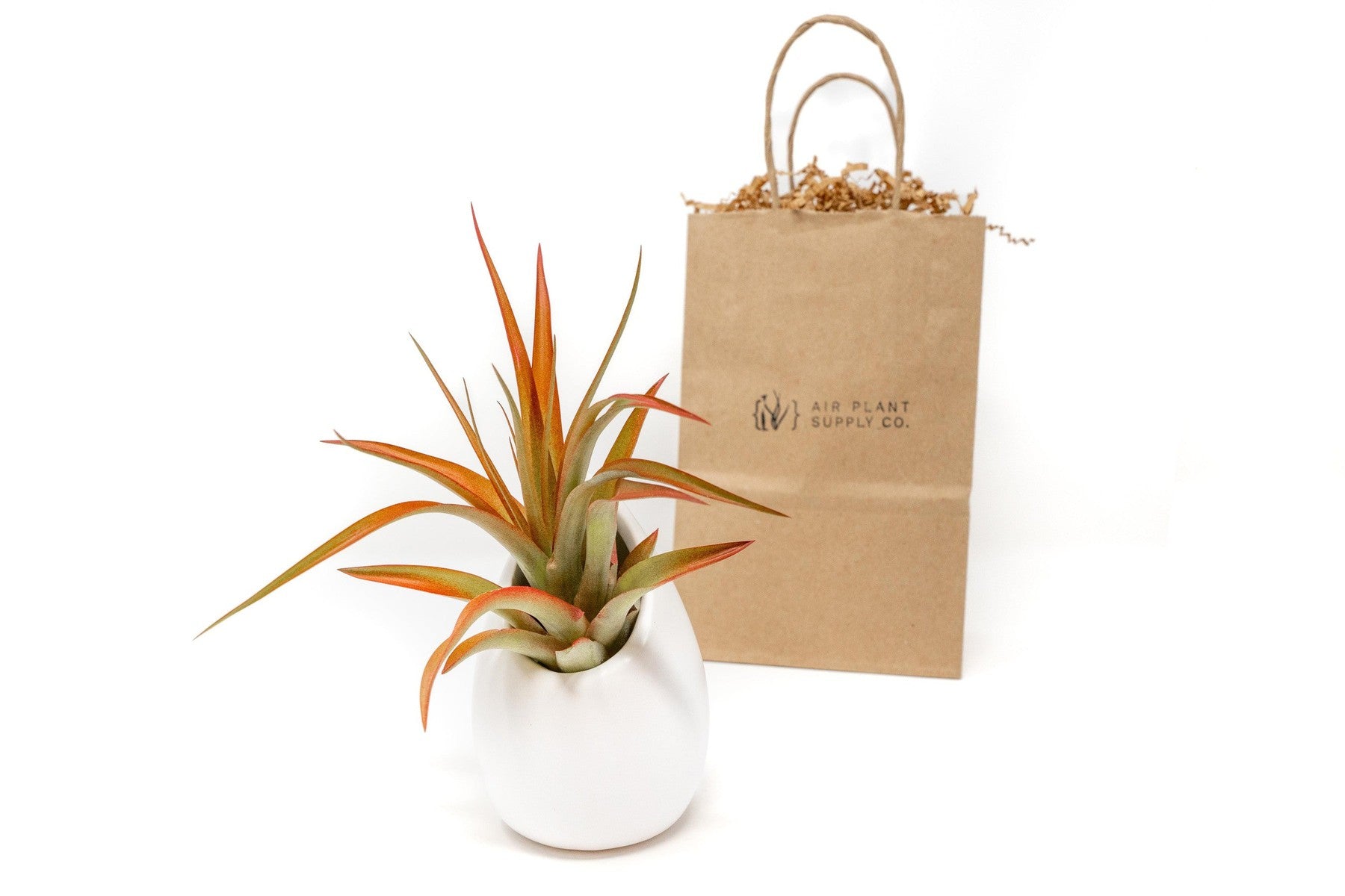 Gift Wrapped Large Ivory Ceramic Vase With Custom Tillandsia Air Plant-terrarium-The Succulent Source