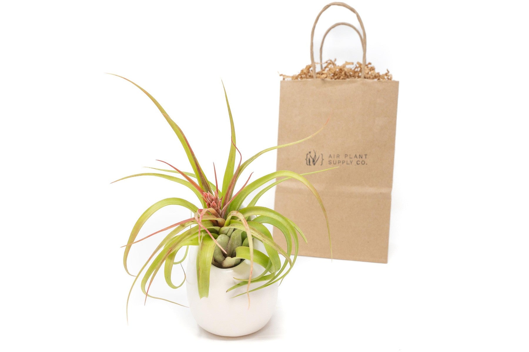 Gift Wrapped Large Ivory Ceramic Vase With Custom Tillandsia Air Plant-terrarium-The Succulent Source