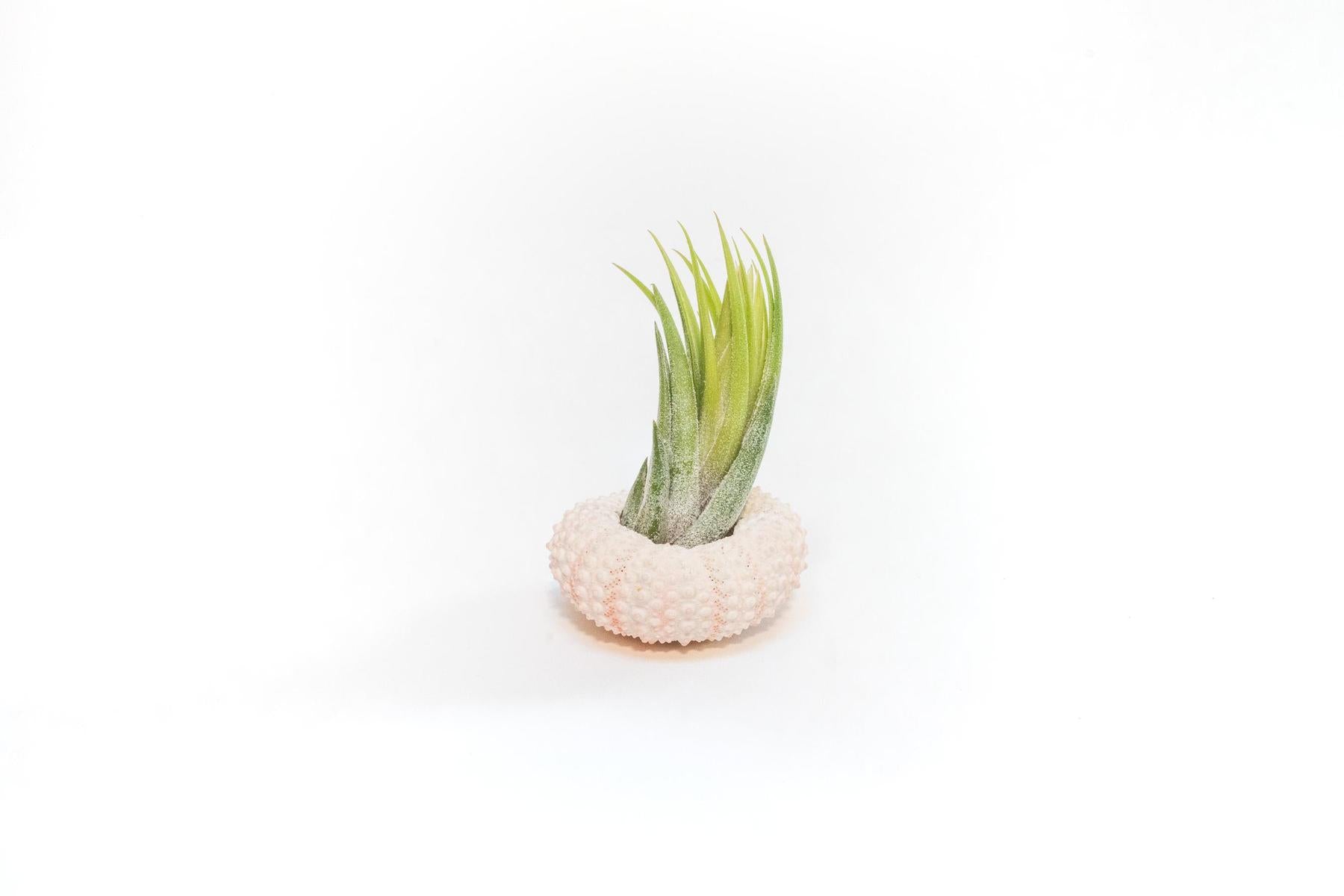 Gift Wrapped Pink Urchins with Tillandsia Air Plants-terrarium-The Succulent Source