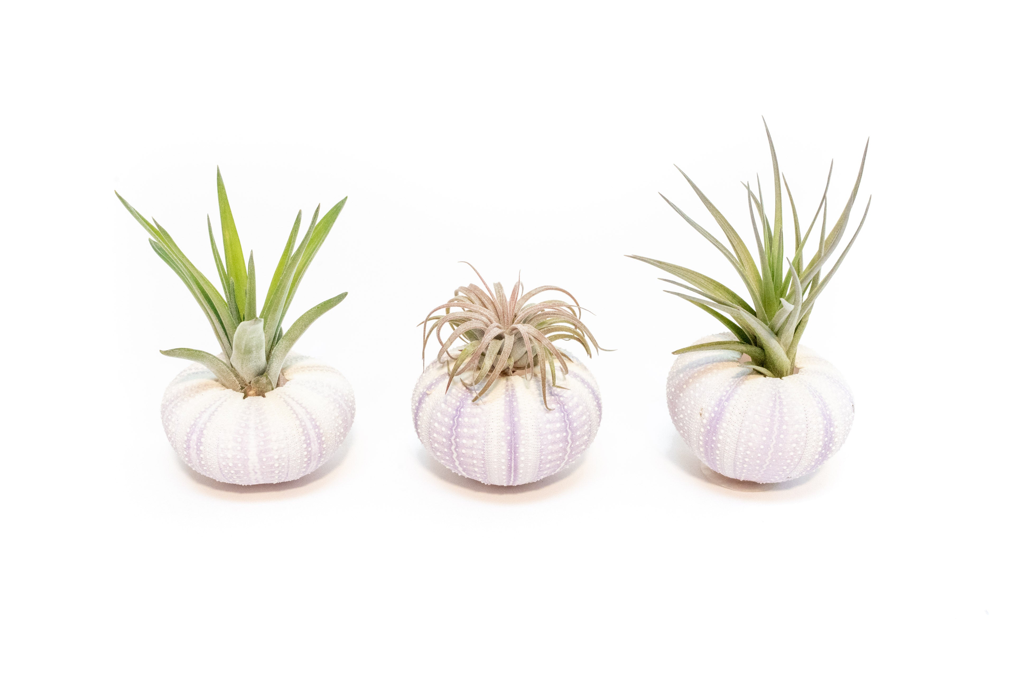 Gift Wrapped Purple Urchins with Tillandsia Air Plants-terrarium-The Succulent Source