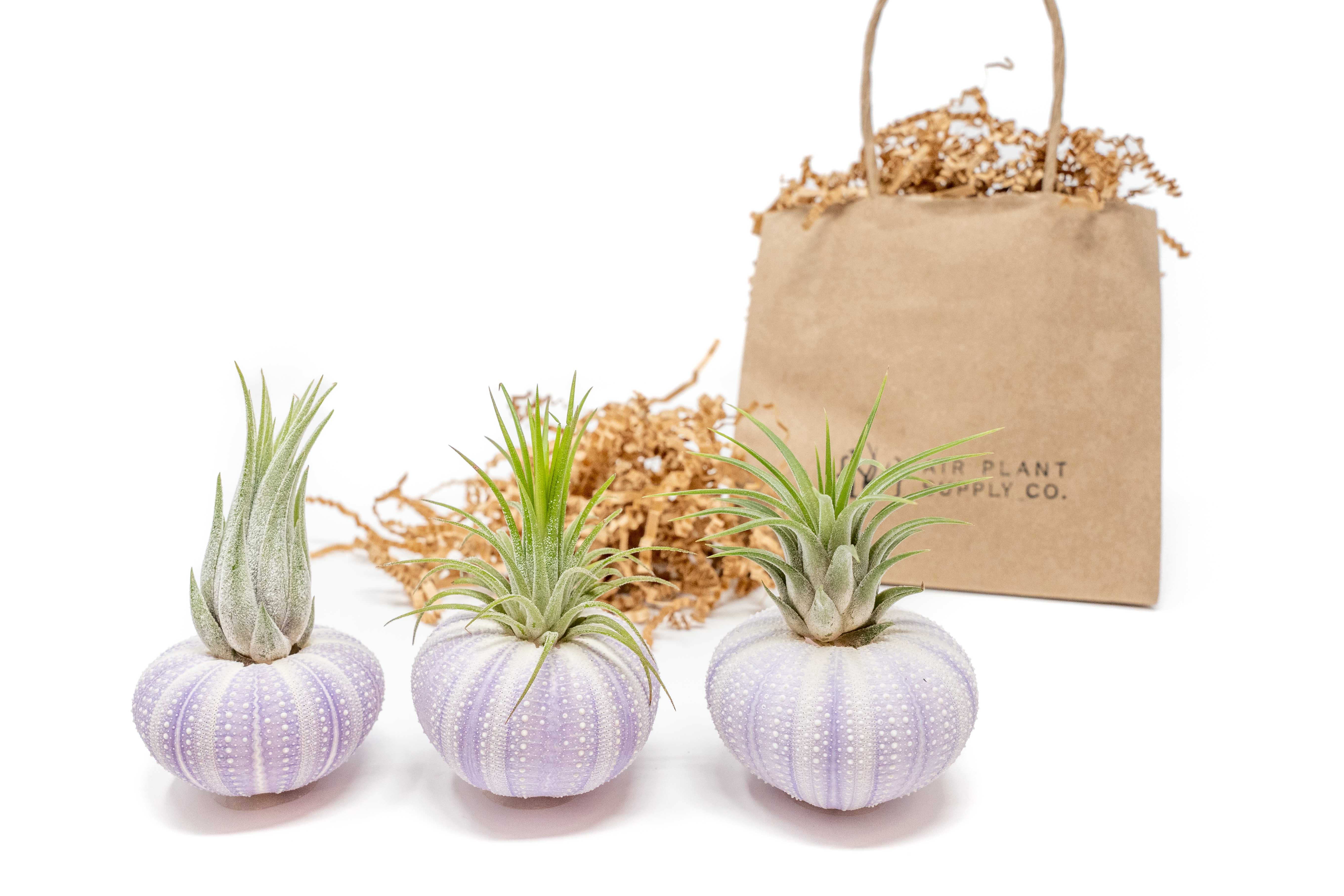 Gift Wrapped Purple Urchins with Tillandsia Air Plants-terrarium-The Succulent Source