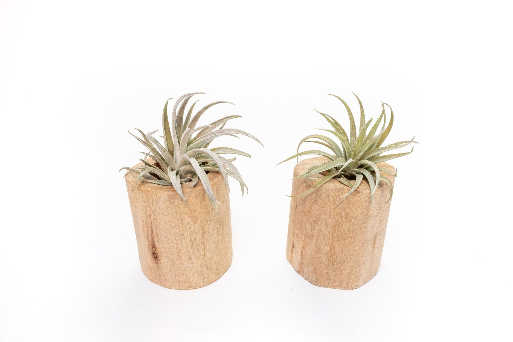 Gift Wrapped Set of 2 Large Driftwood Containers with Assorted Tillandsia Air Plants-Plants-The Succulent Source