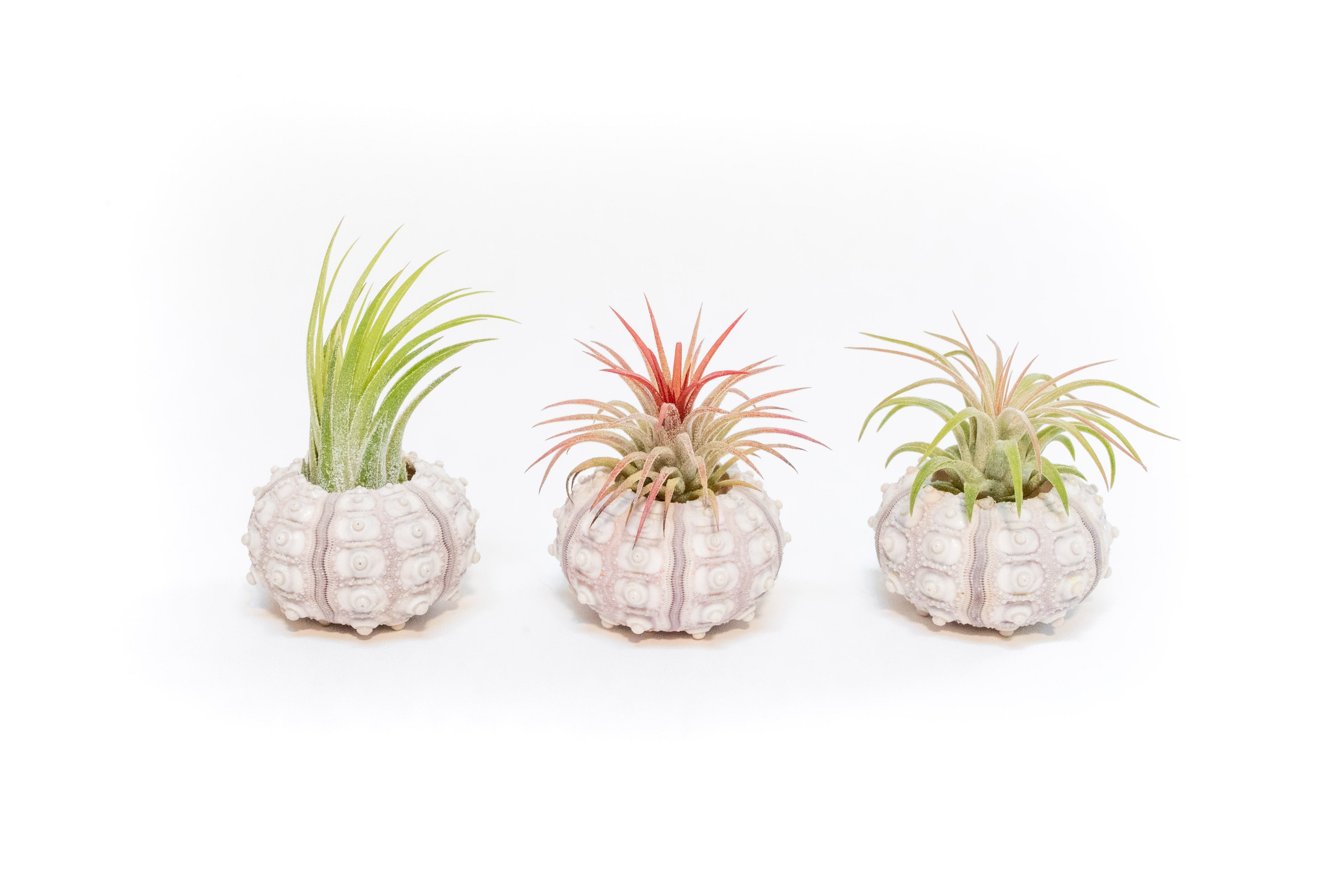 Gift Wrapped Sputnik Urchins with Tillandsia Air Plants-terrarium-The Succulent Source