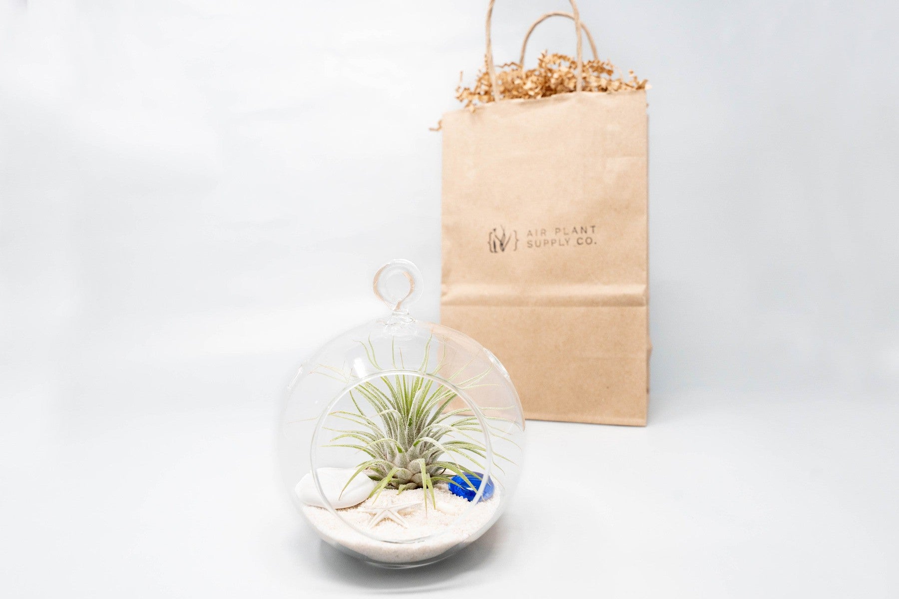 Gift Wrapped Terrarium Kits with Tillandsia Air Plants-terrarium-The Succulent Source