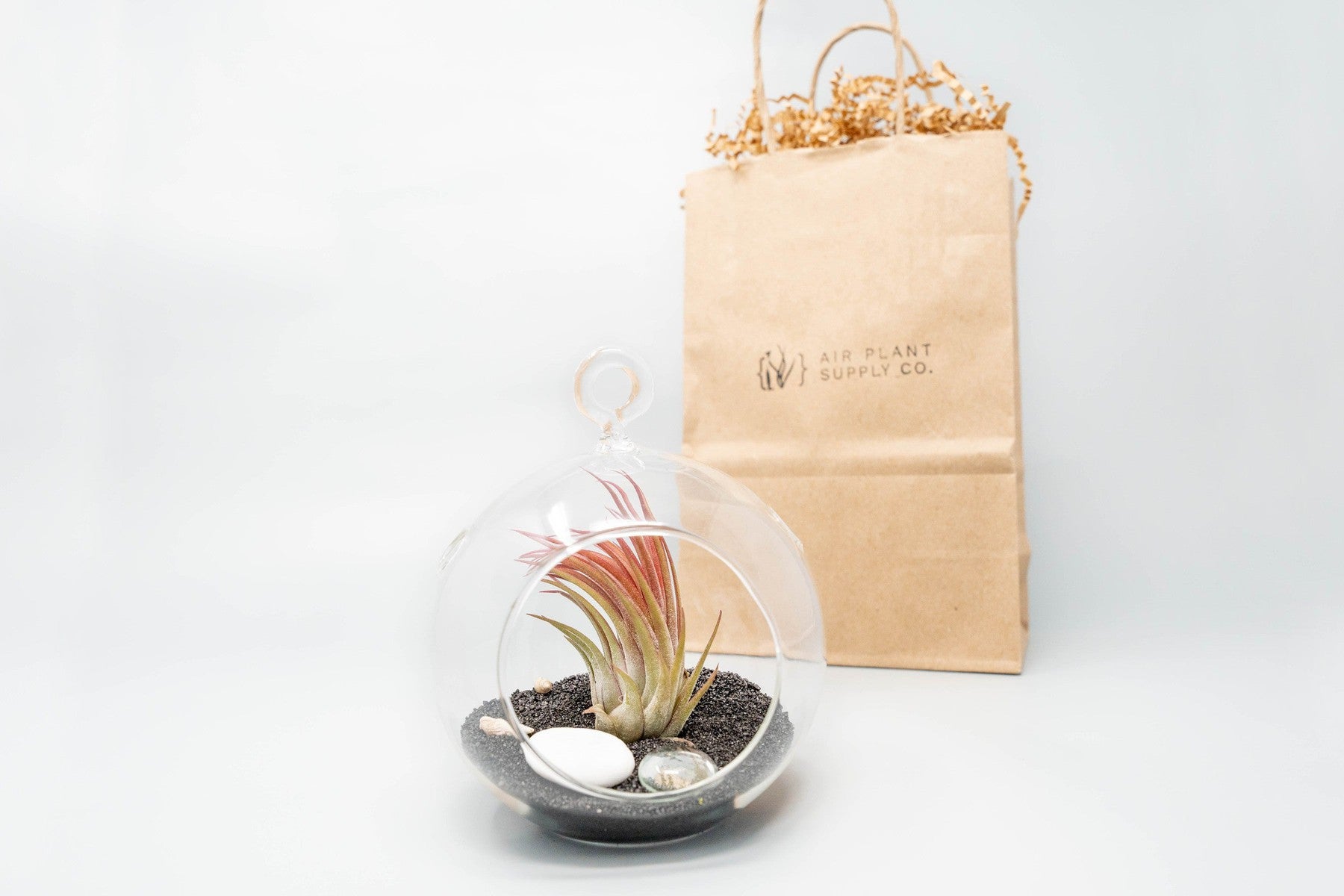 Gift Wrapped Terrarium Kits with Tillandsia Air Plants-terrarium-The Succulent Source