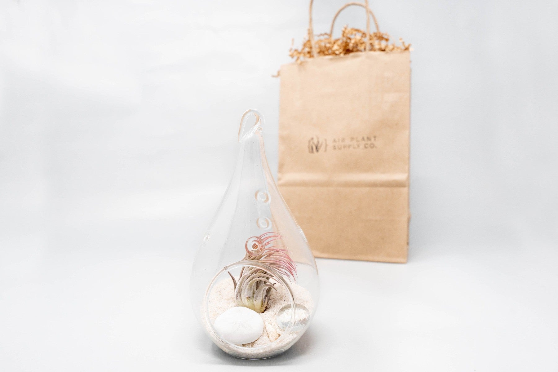 Gift Wrapped Terrarium Kits with Tillandsia Air Plants-terrarium-The Succulent Source