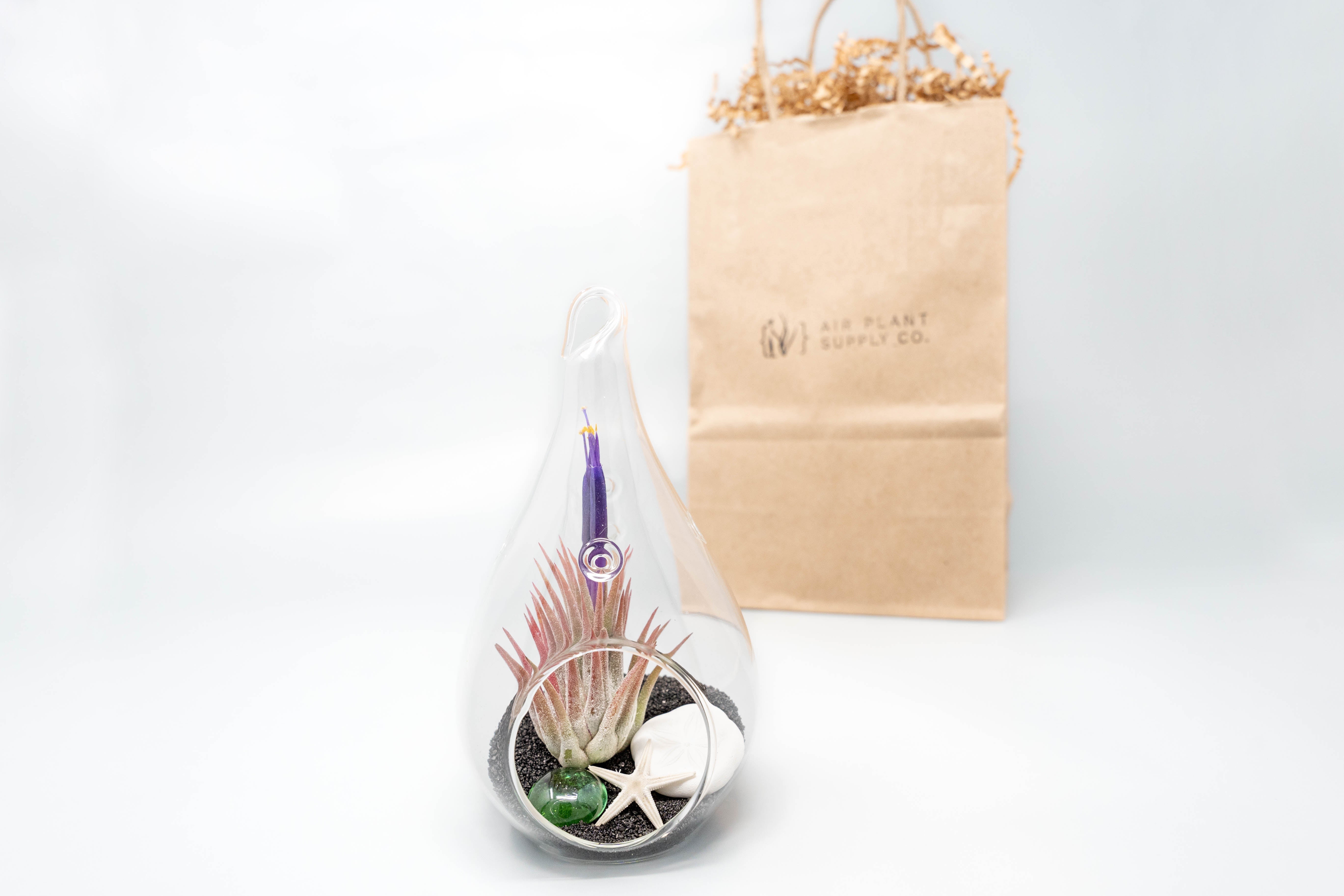 Gift Wrapped Terrarium Kits with Tillandsia Air Plants-terrarium-The Succulent Source