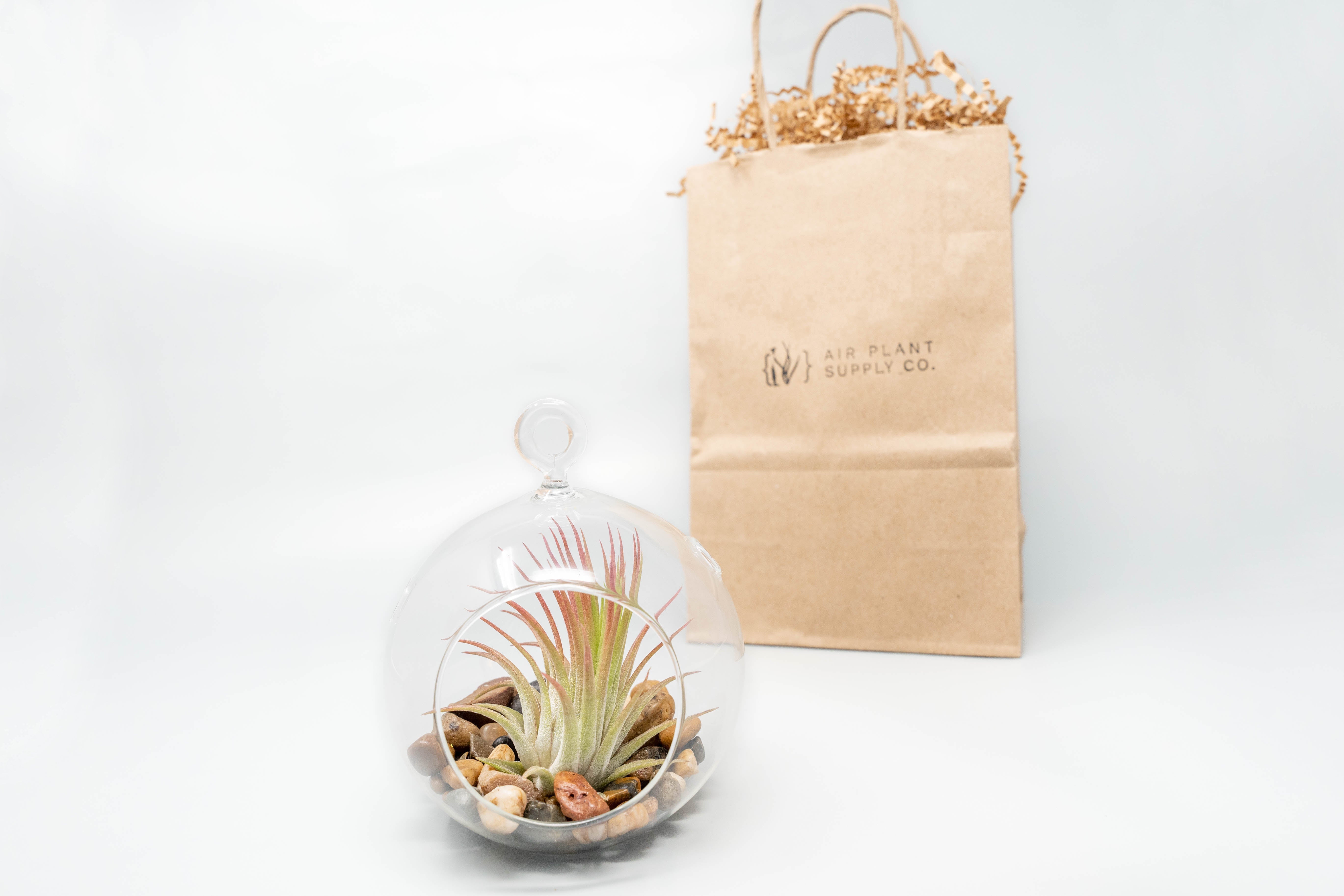 Gift Wrapped Terrarium Kits with Tillandsia Air Plants-terrarium-The Succulent Source