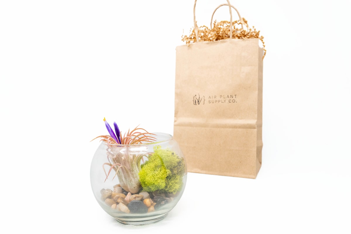 Gift Wrapped Terrarium Kits with Tillandsia Air Plants-terrarium-The Succulent Source