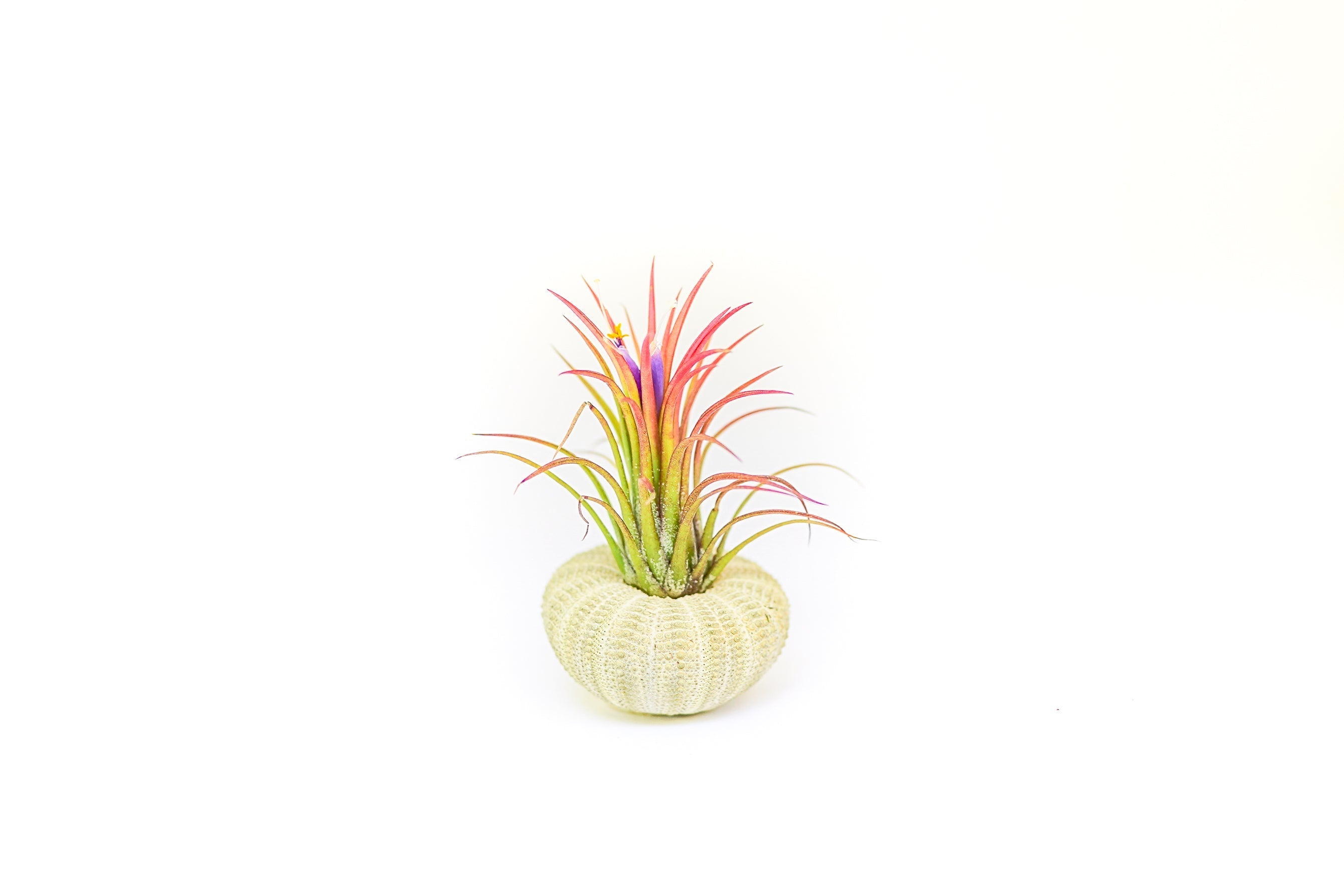 Green Urchin with Tillandsia Air Plant-terrarium-The Succulent Source