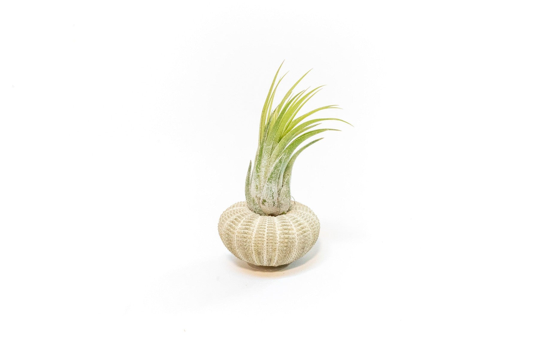 Green Urchin with Tillandsia Air Plant-terrarium-The Succulent Source