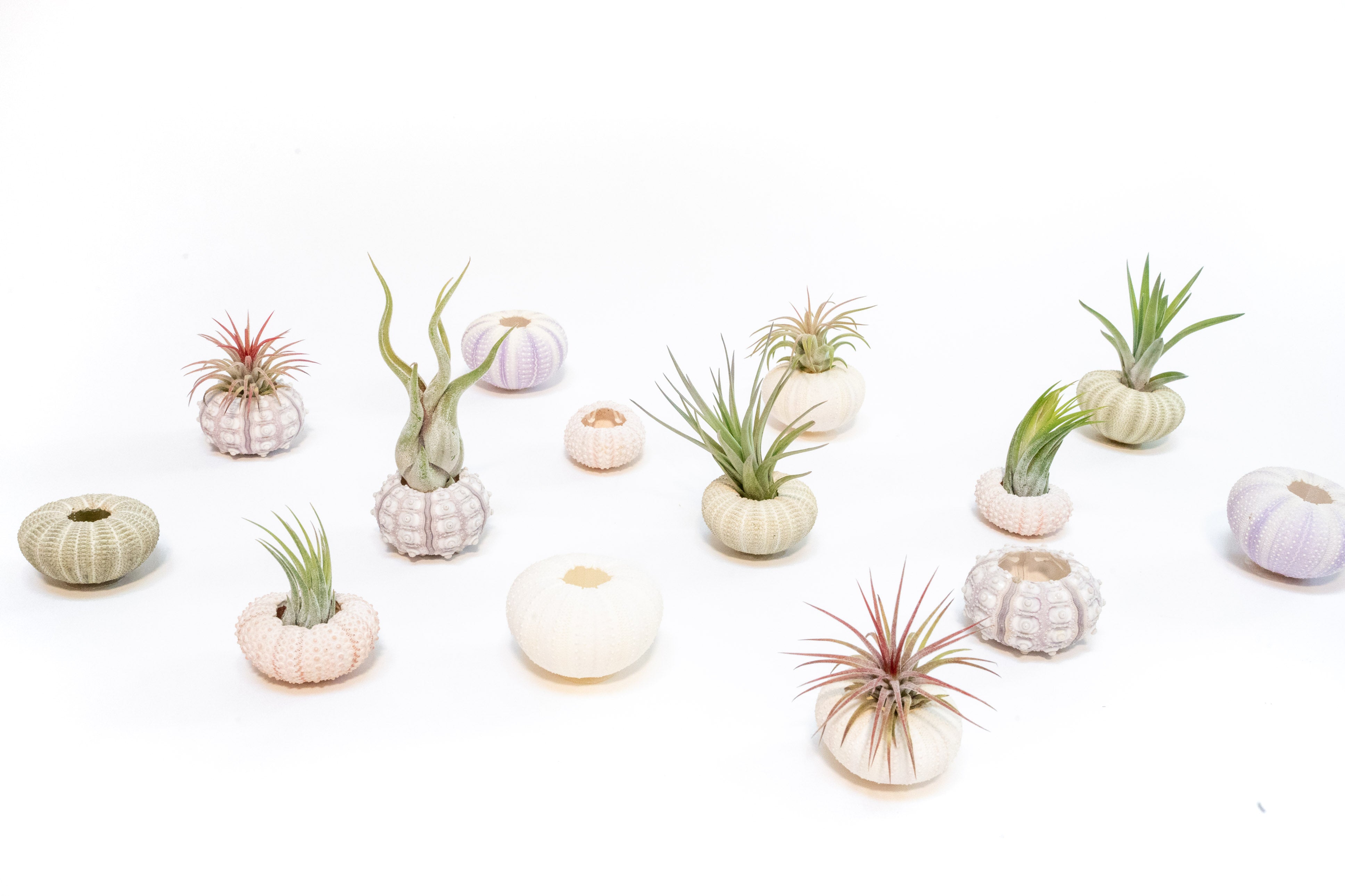 Green Urchins with Tillandsia Air Plants - Set of 1, 3 or 5-terrarium-The Succulent Source