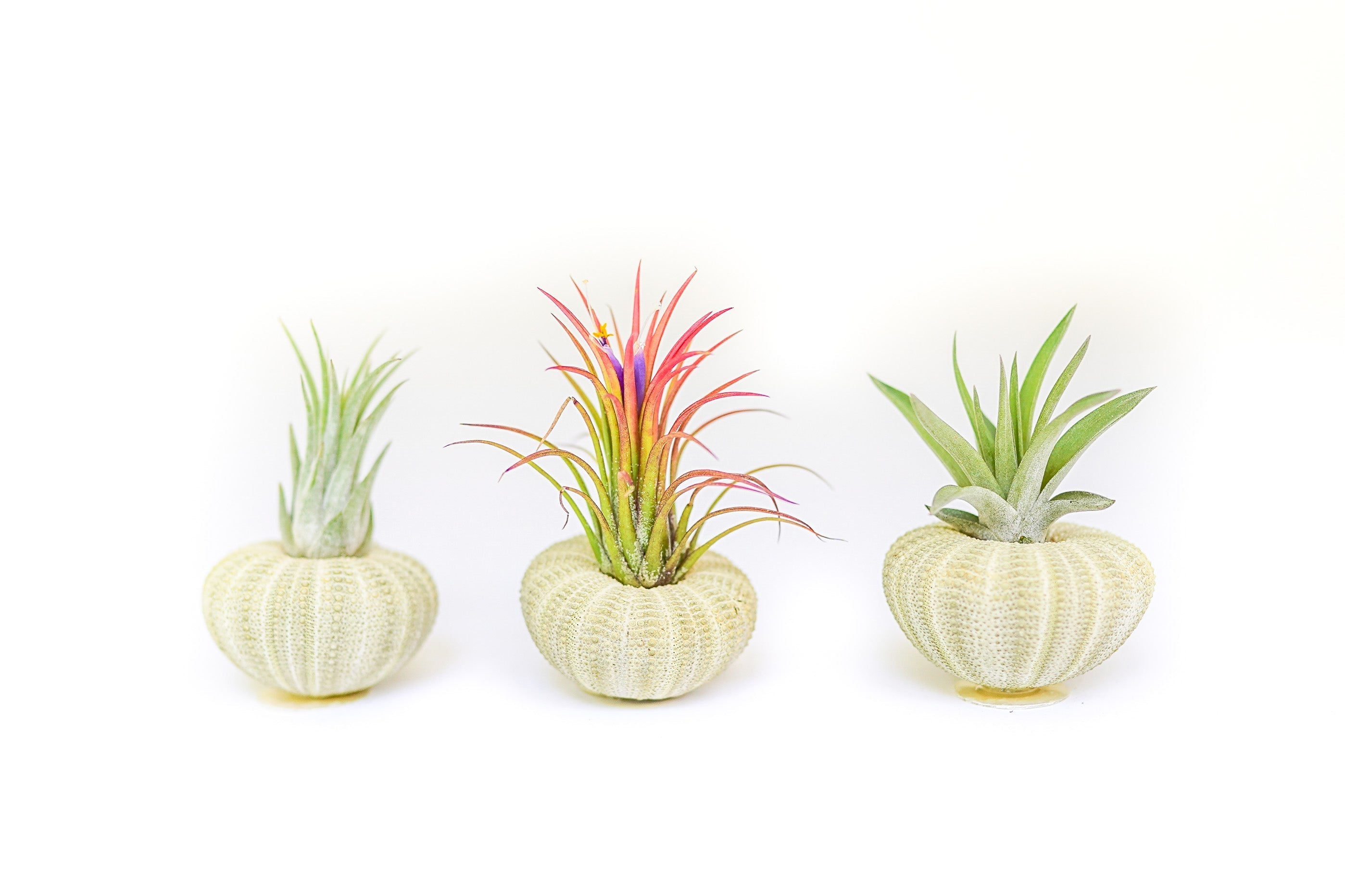 Green Urchins with Tillandsia Air Plants - Set of 1, 3 or 5-terrarium-The Succulent Source