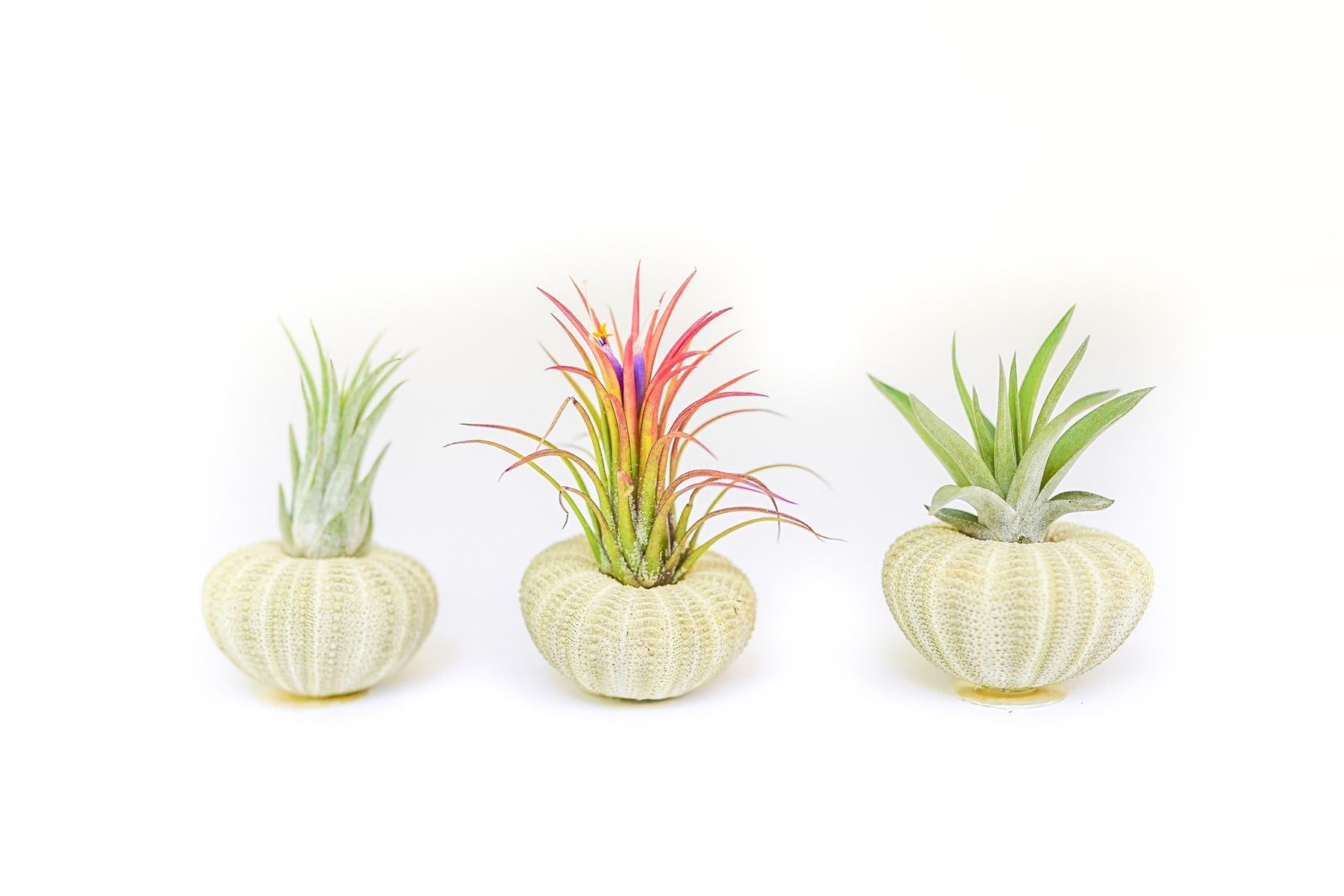 Green Urchins with Tillandsia Air Plants - Set of 3, 6 or 9-terrarium-The Succulent Source