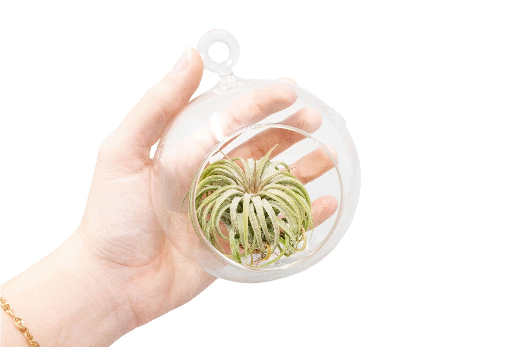 Hanging Globe Terrarium with Flat Bottom-gift-The Succulent Source