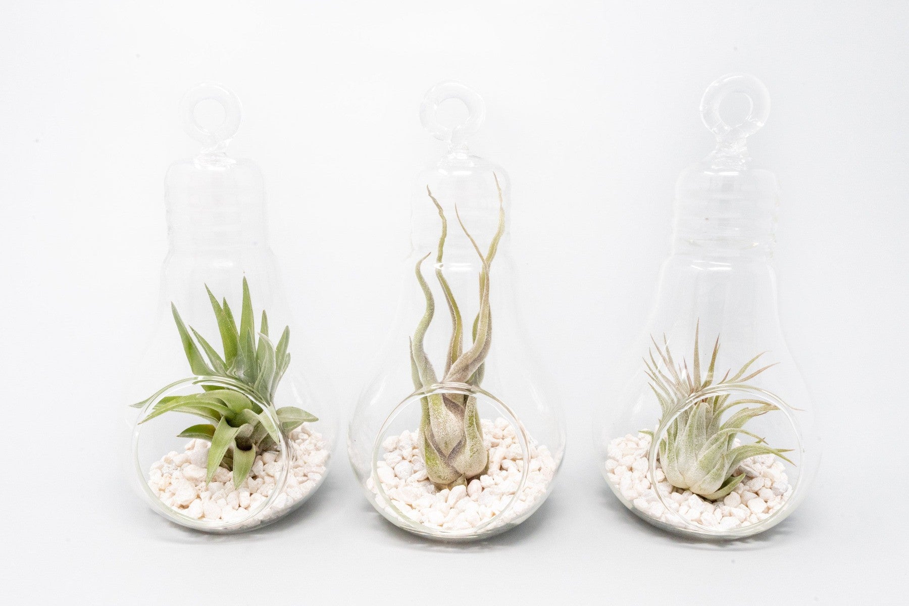 Hanging Light Bulb Terrarium with Crushed White Stones and Tillandsia Air Plant-gift-The Succulent Source