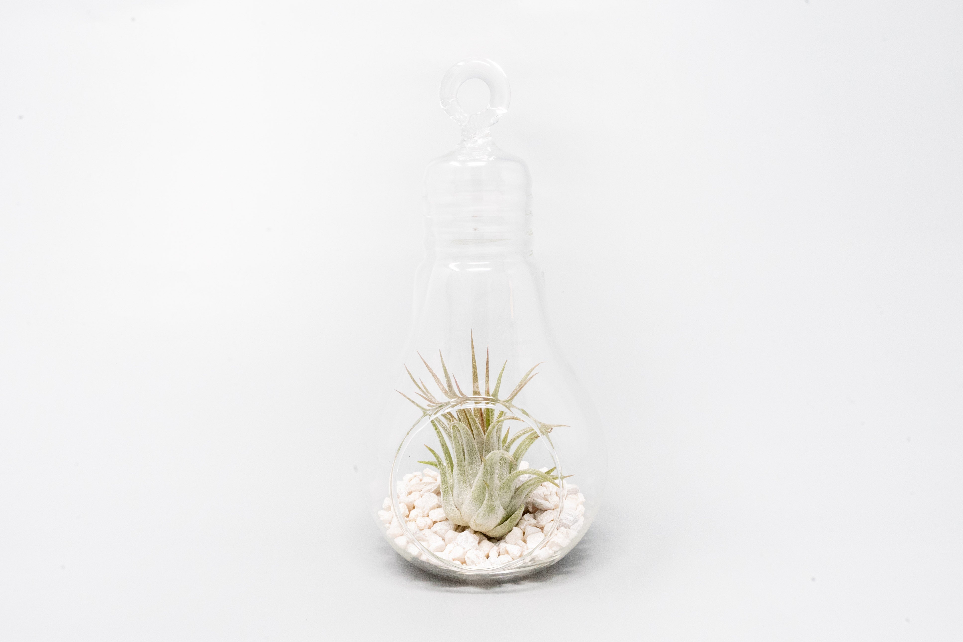 Hanging Light Bulb Terrarium with Crushed White Stones and Tillandsia Air Plant-gift-The Succulent Source