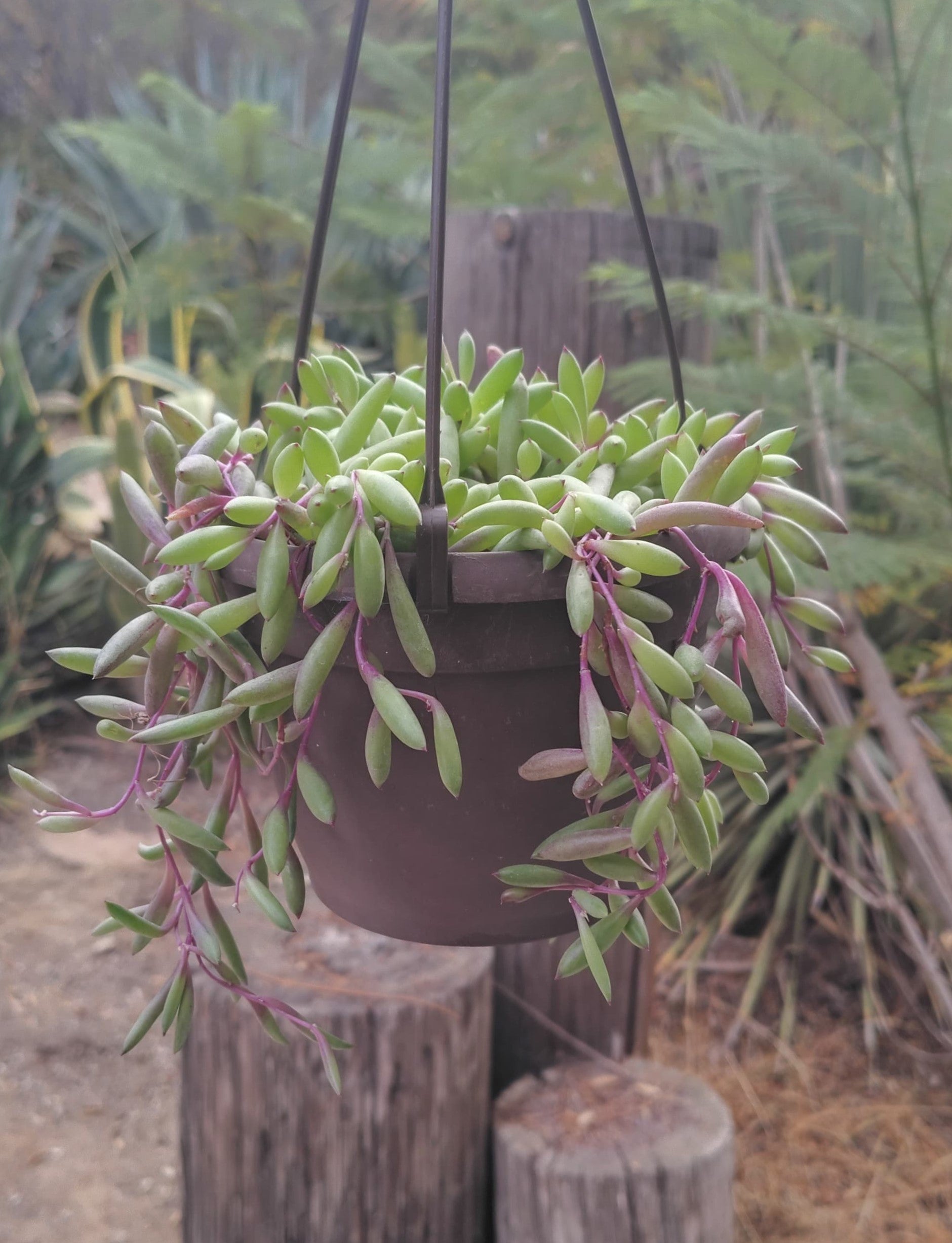 Hanging String of Rubies-Succulent - Large-The Succulent Source