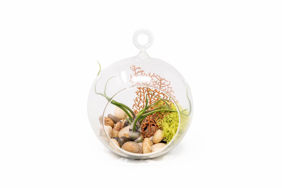 Hanging Tillandsia Bulbosa Guatemala Flat Bottom Globe Terrarium with Stones, Sea Fan, & Chartreuse Reindeer Moss-terrarium-The Succulent Source