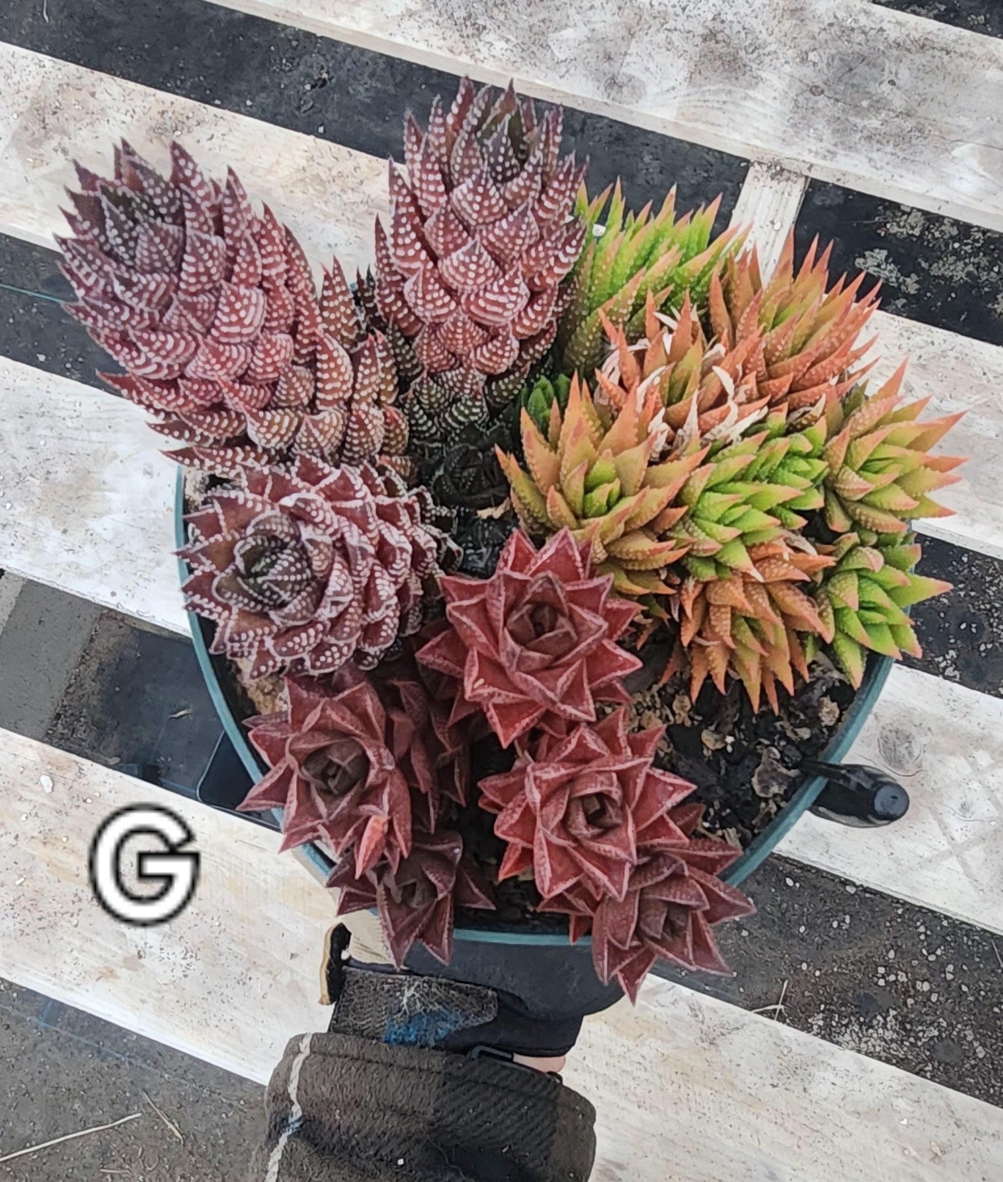 Haworthias by James-Succulent - Small-The Succulent Source