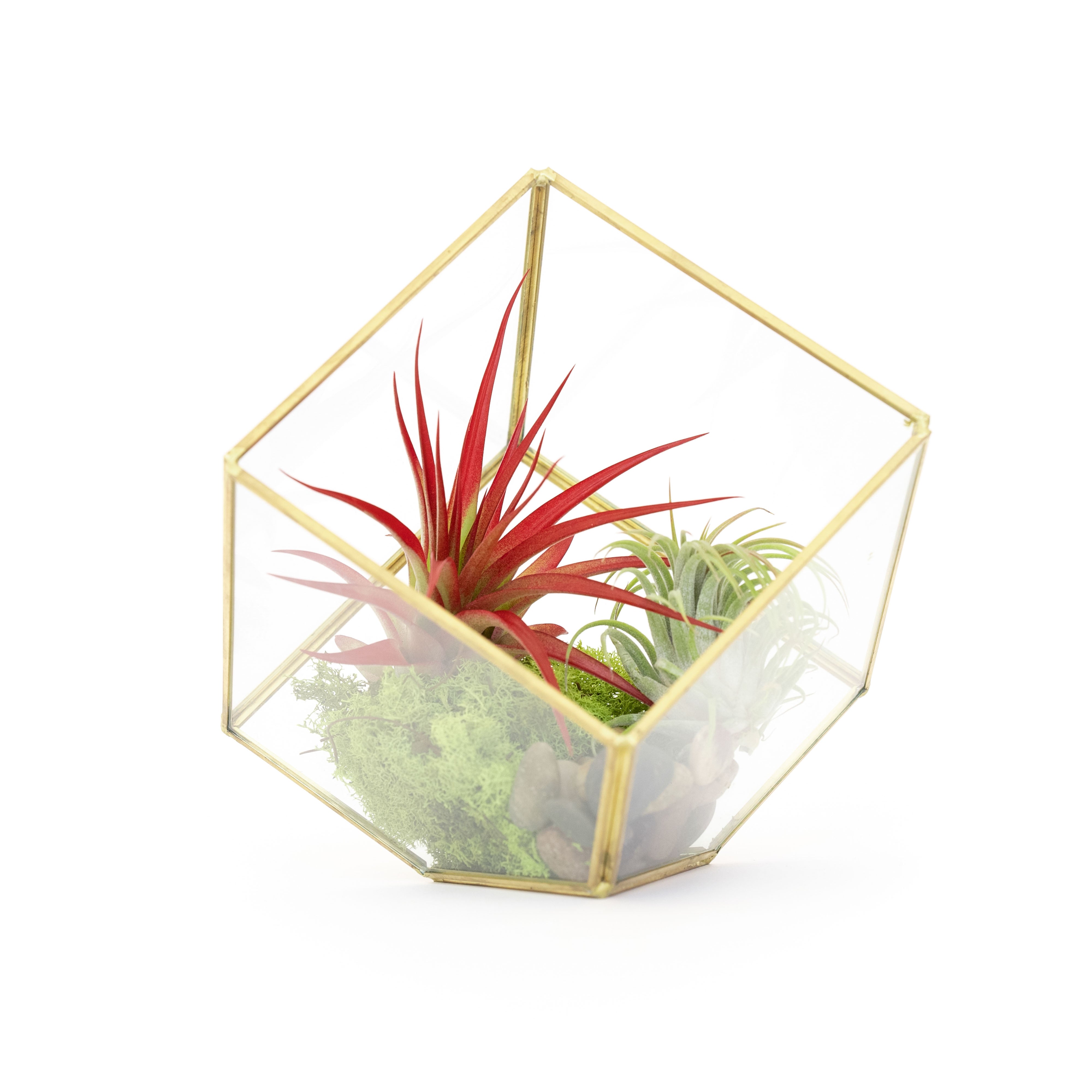 Heptahedron Geometric Glass Terrarium - Gold Metallic Finish - Trendy Holder For Tillandsia Air Plants-gift-The Succulent Source