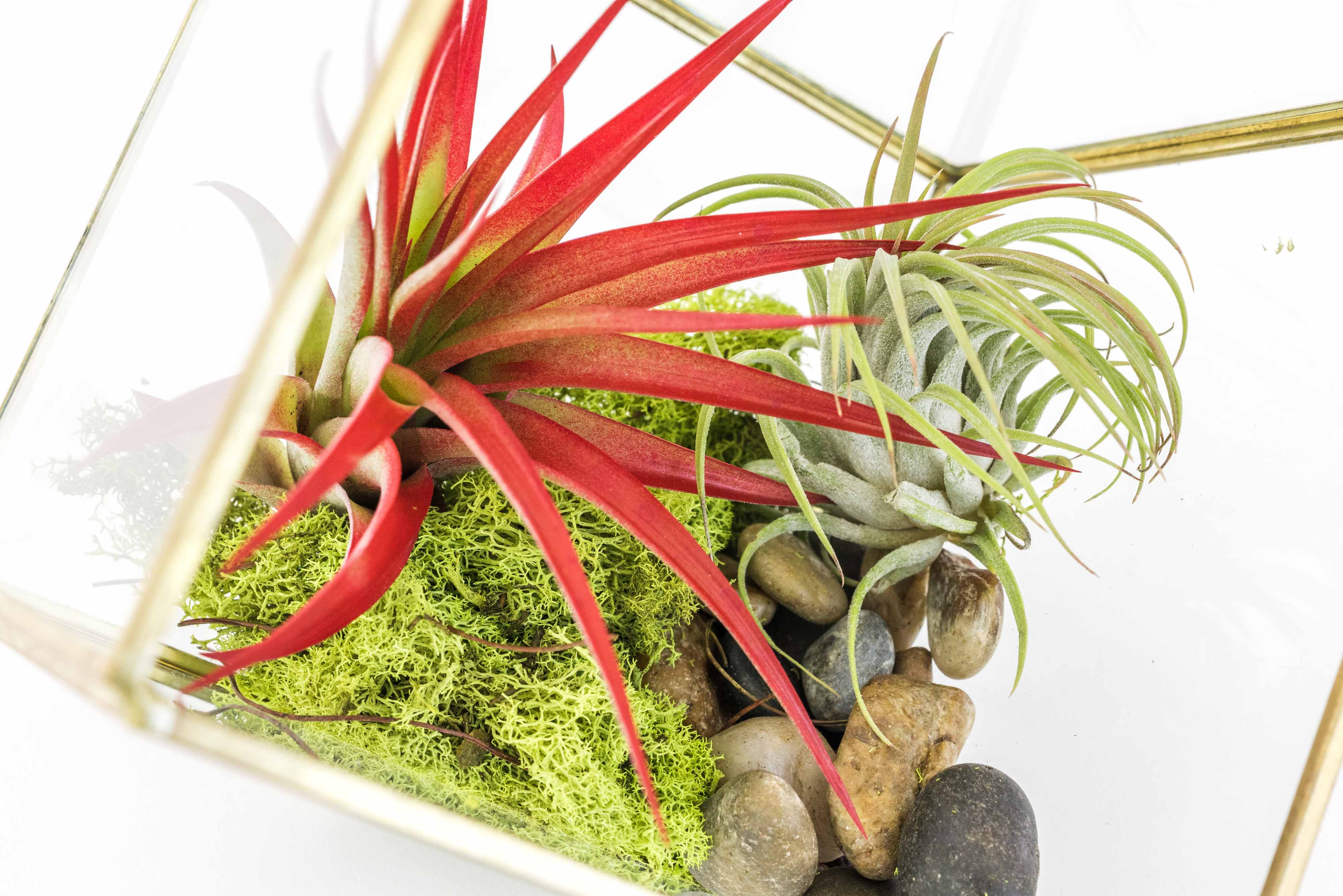 Heptahedron Geometric Glass Terrarium with Tillandsia Red Abdita and Ionantha Air Plants-gift-The Succulent Source