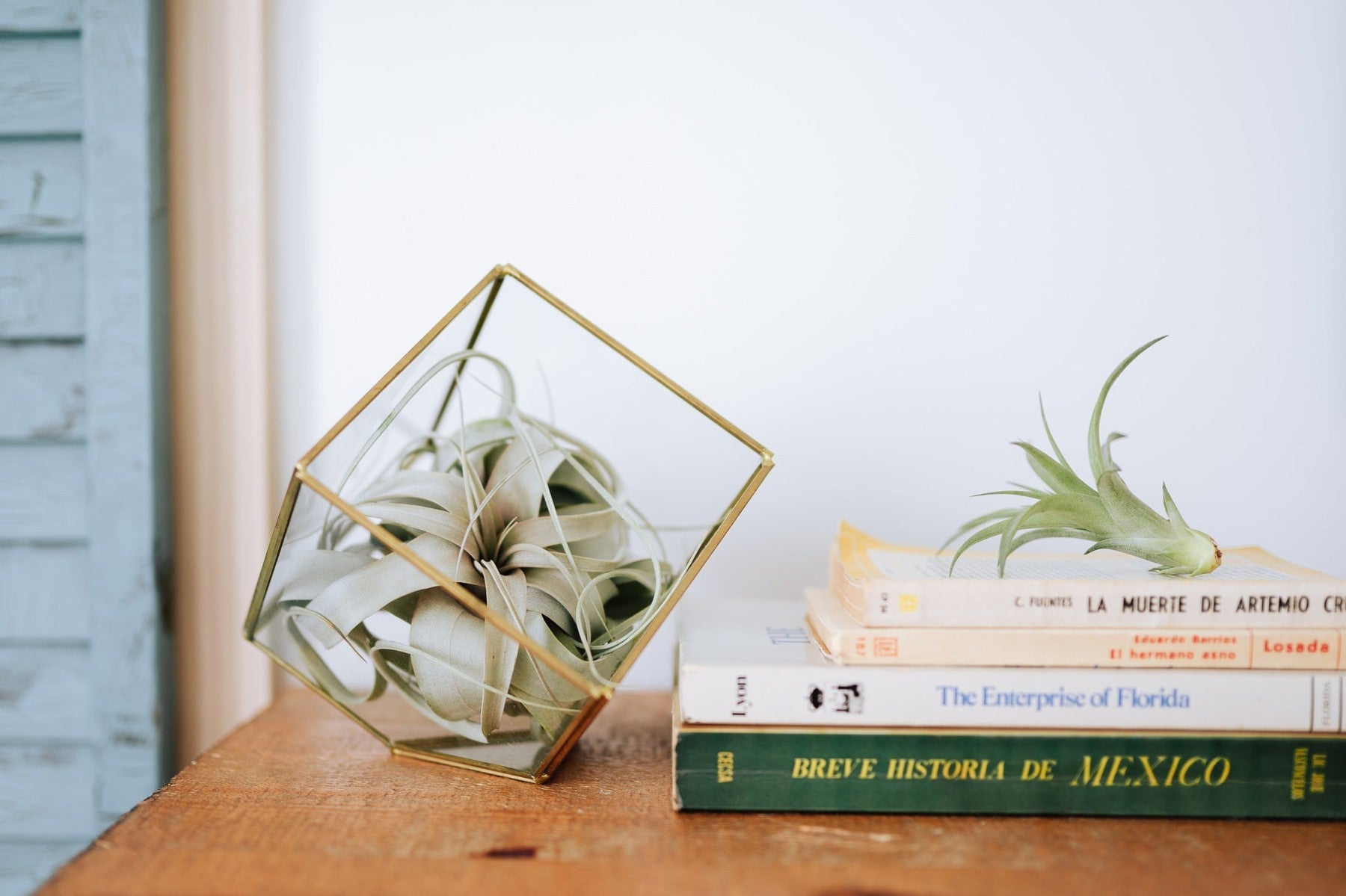 Heptahedron Geometric Glass Terrarium with Tillandsia Red Abdita and Ionantha Air Plants-gift-The Succulent Source