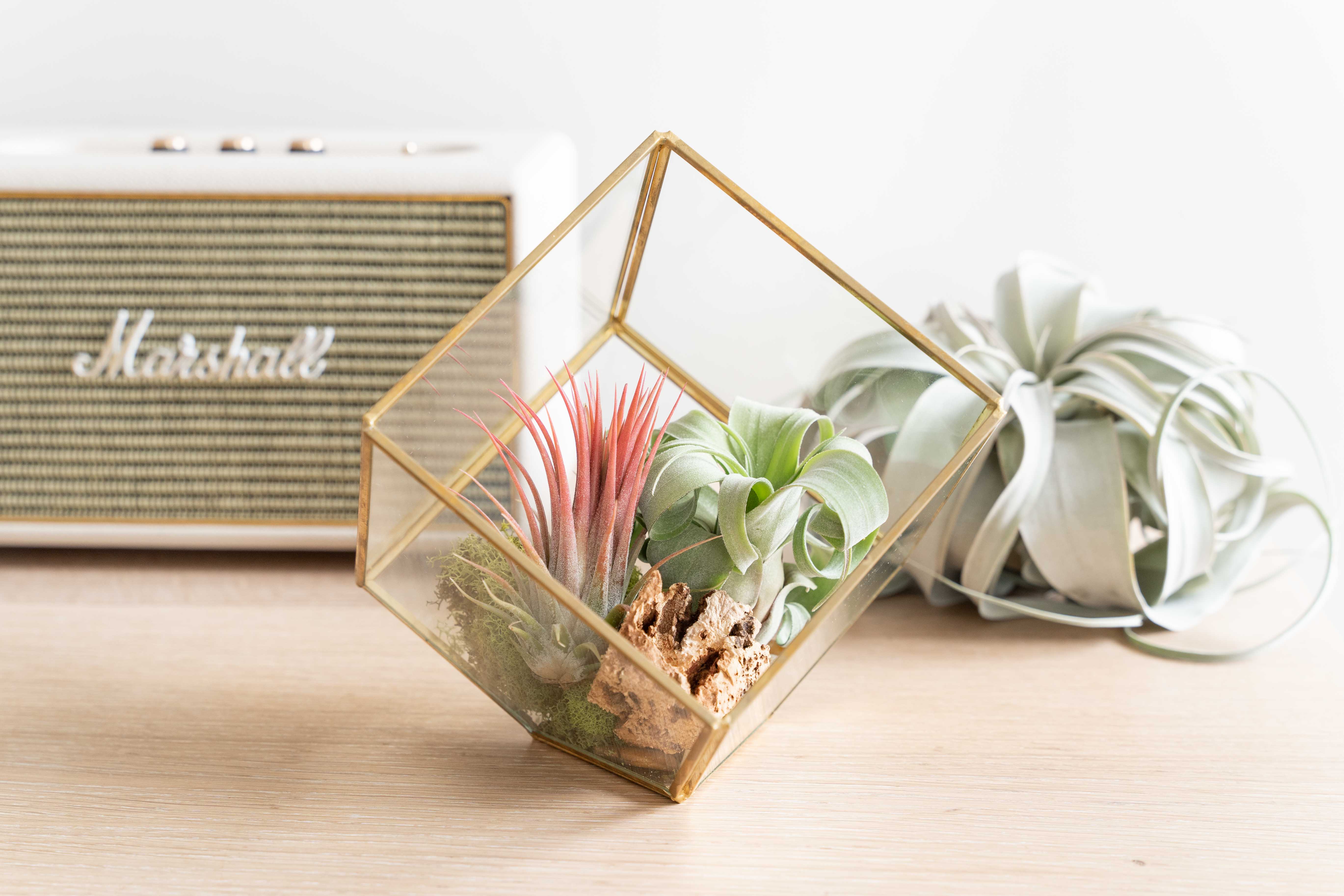 Heptahedron Geometric Glass Terrarium with Tillandsia Red Abdita and Ionantha Air Plants-gift-The Succulent Source